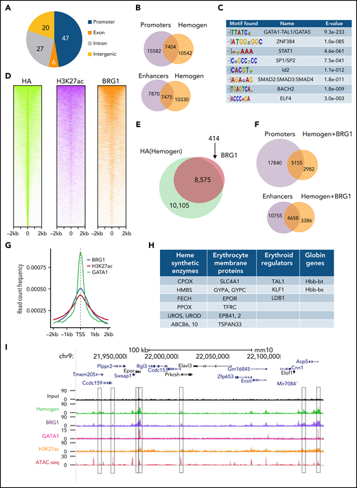 Hemogen is an enhancer and promoter regulator and cooperates with BRG1 in gene activation during mouse development. (A) ChIP-seq with HA antibody in E14.5 fetal liver cells showing the percentage of hemogen peaks at different genomic features (n = 2 biological replicates). (B) Venn diagram showing overlap of hemogen peaks from ChIP-seq with promoters and enhancers called by EnhancerAtlas 2.0. (C) Top motifs from Meme search of hemogen binding sites from ChIP-seq data. (D) Clustered heat maps displaying HA (hemogen)-, H3K27ac-, and BRG1-normalized ChIP-seq signals at hemogen peaks. Each row represents a 2-kb window centered around the peak signal in E14.5 fetal liver cells. (E) Venn diagram of global overlap of BRG1 and hemogen. (F) Overlap of hemogen/BRG1 co-occupied peaks from (E) with enhancers and promoters. (G) Peak density map for BRG1, GATA1, and H3K27ac aligned at HA (hemogen) peaks. (H) Erythroid genes whose promoters are bound by hemogen and BRG1. (I) Erythroid Epor gene showing ChIP-seq localization of hemogen, BRG1, GATA1, H3K27ac ChIP-seq signals, and ATAC-seq signal from ENCODE on the promoter and enhancers.