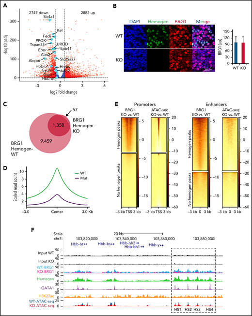 Hemogen regulates BRG1 recruitment and chromatin accessibility at promoters and enhancer for target gene activation. (A) Volcano plot showing differential gene expression in Hemgn−/− E14.5 fetal liver cells compared with WT littermates. Vertical dashed lines represent log2 fold change at −0. 6 and +0. 6. Dashed horizontal line is drawn at adjusted P value <.05. Light blue dots highlight erythroid genes that were significantly downregulated upon hemogen KO (n = 4 biological replicates). (B) Immunofluorescence indicating that loss of hemogen has no obvious effect on BRG1 protein level in E14.5 fetal liver cells (left panels). Quantification of BRG1 fluorescence intensity in 30 cells (right panel). (C) Venn diagram showing global changes in BRG1 occupied peaks upon loss of hemogen in E14.5 fetal liver cells. (D) Normalized peak density plot showing BRG1 signal at hemogen binding peaks in WT or Hemgn−/− (Mut) E14.5 fetal liver cells. (E) Heat map displaying changed BRG1 binding peaks and ATAC-seq signals between hemogen-KO and WT E14.5 fetal liver cells in 2 categories (hemogen-binding or no hemogen-binding promoters and enhancers). Each row represents a 3-kb window centered at TSS or enhancer center. N = 2 biological replicates for WT and KO ATAC-seq. (F) β-Globin locus showing ChIP-seq localization of hemogen, BRG1, GATA1, H3K27ac ChIP-seq signals, and ATAC-seq signals on the promoter and enhancers. au, arbitrary fluorescence units.