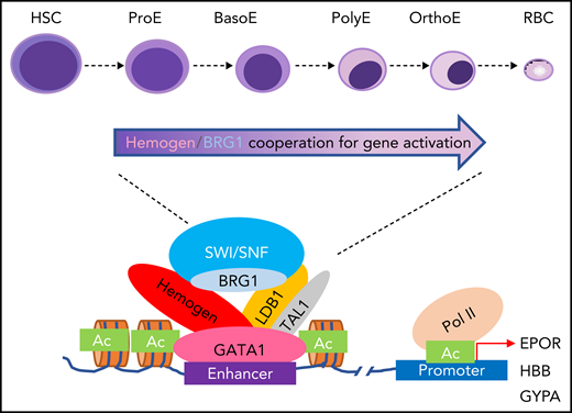 Model depicting hemogen function. The cooperativity of activating complex hemogen/BRG1/LDB1 establish open chromatin for enhancers (depicted) and promoters for key erythroid gene activation during mammal erythropoiesis. BasoE, basophilic erythroblasts; HSC, hematopoietic stem cell; OrthoE, orthochromatophilic erythroblasts; Pol II, RNA polymerase II; PolyE, polychromatic erythroblasts; ProE, proerythroblast; RBC, red blood cell.