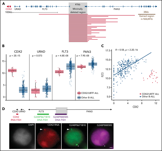 The 13q12.2 microdeletion upstream CDX2 is associated with deregulation of CDX2 in cis. (A) Capture-based sequencing of 13q12.2 locus identified focal deletion upstream of CDX2 in all CDX2/UBTF cases. The gray zone indicates the minimally deleted region. (B) Expression analysis of CDX2, URAD, FLT3, and PAN3 in CDX2/UBTF cases as compared with other B-ALL. Gene expression was quantified by RNA-seq (log2 of counts normalized using DESeq2’s median of ratios), and comparison analysis was performed by the Wilcoxon rank-sum test. (C) Dot-plot of expression data of CDX2 and FLT3 genes based on RNA-seq data for the whole cohort (n = 302) and Spearman's rank correlation analysis of non-CDX2/UBTF ALL. (D) Representative experiment (B_SL157) of sequential RNA-DNA FISH showing CDX2 primary transcripts (red signal) expressed from the allele located on the chromosome 13 exhibiting the genomic deletion (green G248P8671B10 signal and missing purple G248P8885B5 signal), shown with arrowheads. Wild-type chromosome 13 (green G248P8671B10 and purple G248P8885B5 signals) is shown by asterisks. DNA counterstained with DAPI (gray). Scale bar: 1 µm. DAPI, 4′,6-diamidino-2-phenylindole.