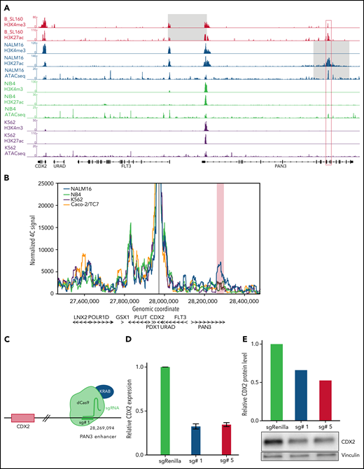 CDX2 cis-deregulation is driven by hijacking of an enhancer located in the PAN3 gene. (A) ChIP-seq signals of histone modifications (H3K4me3 and H3K27ac) of 1 representative CDX2/UBTF case (B_SL160) and ChIP-seq and ATAC-seq signals of NALM16, NB4, and K562 cell lines at the CDX2-PAN3 locus. CDX2 expression levels of cell lines are provided in supplemental Figure 5. The gray zone on CDX2/UBTF ALL and NALM16 traces indicate respectively the minimally deleted region and the duplicated region. The red box corresponds to the position of the enhancer identified in PAN3. (B) 4C-seq normalized signals of NALM16, NB4, K562, and Caco-2/TC7 cell lines with CDX2 promoter as view point. The red zone highlights the NALM16-specific called interaction (C) CRISPRi experimental scheme. In order to inactivate the enhancer in PAN3, we used the catalytically inactive CRISPR-associated protein 9 (dCas9) fused to the repressor KRAB with specific single-guide RNA. Representative example of a CRISPRi experiment showing CDX2 expression decrease in NALM16 after CRISPRi targeting the PAN3 enhancer, measured by qRT-PCR (D), and western blot (E).