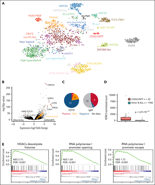 Identification of a distinct subtype in B-ALL. (A) Gene expression profiling of 2004 B-ALL cases including 22 cases of CDX2/UBTF subtype (red) shown in a 2-dimensional tSNE plot. Each dot represents a sample. The top 1000 most variable genes (on the basis of median absolute deviation) were selected and processed by the tSNE algorithm with a perplexity score of 30. Major B-ALL subtypes are highlighted in different colors. (B) Differentially expressed genes in CDX2/UBTF cases compared with other B-ALL cases are shown in the volcano plot. Genes exclusively expressed in CDX2/UBTF B-ALL are colored in red and annotated. Significantly low expression of MME (CD10) and FLT3 in CDX2/UBTF B-ALL is also shown. Histone cluster genes are colored in orange showing upregulation in CDX2/UBTF B-ALL. (C) Immunophenotype of CD10 and cytoplasmic IgM in CDX2/UBTF B-ALL at diagnosis or relapse. Most cases are negative for CD10 and positive for IgM. (D) Expression of NTRK3 gene by normalized read counts comparing CDX2/UBTF and other B-ALL cases is shown. (E) Pathway analysis using top 216 differentially expressed genes (fold change >2, adjusted P < 1 × 10−30) in CDX2/UBTF B-ALL revealed enrichment of histone and ribosomal RNA related pathways.