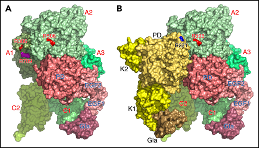 Cryo-EM structures of prothrombinase free and bound to prothrombin. (A) The structure was solved at 5.3-Å resolution and shows the 2 proteins of the prothrombinase complex, fVa and fXa, in surface representation. Images including the nanodiscs are given in supplemental Figures 1 and 2. The architecture of the A1 (smudge), A2 (pale green), A3 (lime green), C1 (lime), and C2 (lemon) domains is solved in its entirety, except for the N-terminal 1546SNNGNRRNYY1555 sequence of the A3 domain immediately downstream of the site of thrombin activation at R1545.5 The overall arrangement of fVa is very similar to that of the free form solved recently.35 The architecture of fXa is fully resolved and provides a picture of the complete arrangement of the constitutive Gla (raspberry), EGF1 (dark salmon), EGF2 (salmon), and protease (deep salmon). The bound fXa features an overall conformation with the domains not vertically aligned but bent over the EGF1-EGF2 junction, as documented in several X-ray structures,28,29 and additionally 90° at the EGF1-Gla domain junction (supplemental Figure 4C). Also shown are the sites of fVa inactivation by activated protein C at R306 and R506 (red) and the site of thrombin activation at R709 (magenta). The enzyme is positioned in the complex along the A2, A3, and C1 domains of fVa, with the Gla domain aligned with C1 domain on the plane of the nanodisc (see supplemental Figure 1A). A segment of the A2 domain lowers on the fXa to fix the protease domain for optimal interaction with an incoming substrate (see Figure 2 for details). (B) The structure was solved at 4.1-Å resolution and shows fVa and fXa in the same arrangement found on nanodiscs (see panel A), which supports the ternary complex as a genuine representation of the prothrombin-prothrombinase complex. The constitutive domains of prothrombin are colored in sand (Gla domain), pale yellow (EGF1), yellow (EGF2), and orange yellow (protease domain, PD), with the Gla domain aligned with the homologous domain of fXa and the C1 and C2 domains of fVa for interaction with membranes. Prothrombin faces fXa in the complex and is positioned along the A2, A1, and C2 domains of fVa. Visible in this orientation is the site of activation at R271 (blue), located above the protease domain of fXa, but not R320 that inserts into the active site of fXa (see Figure 2 for details). The overall architecture of prothrombin is similar to that of the closed form31,33 (supplemental Figure 4A).