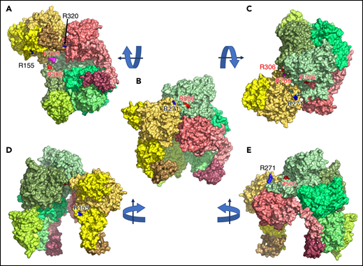 Cryo-EM structure of prothrombin bound to fVa and fXa. Molecular surface representation of the ternary complex of prothrombin fVa and fXa. The complex in Figure 1B is shown in different orientations obtained by 90° rotation of the reference view (B) as indicated by arrows. The constitutive domains of prothrombin, fVa and fXa are rendered in the same colors as in Figure 1B. Prothrombin engages prothrombinase through the protease domain (B,D-E) that binds to the A2 domain of fVa (B-D) and the protease domain of fXa (A-C). The protease domain of fXa is in close contact with the A2 domain of fVa (B,E). Labeled are the sites of prothrombin activation by prothrombinase at R271 (B-C,E) and R320, which is visible only looking up from the plane of the membrane (A) as it penetrates the active site of fXa. The preferred site of prothrombin activation in the absence of fVa, R155, is located on the side of prothrombin opposite to that facing fXa (D). The 672 to 691 region of the A2 domain of fVa changes conformation in the complex relative to the free form35 (C,E) and closes like a lid on the protease domain of fXa while making direct contacts with R271 of prothrombin (C,E; see also Figure 5 for details).