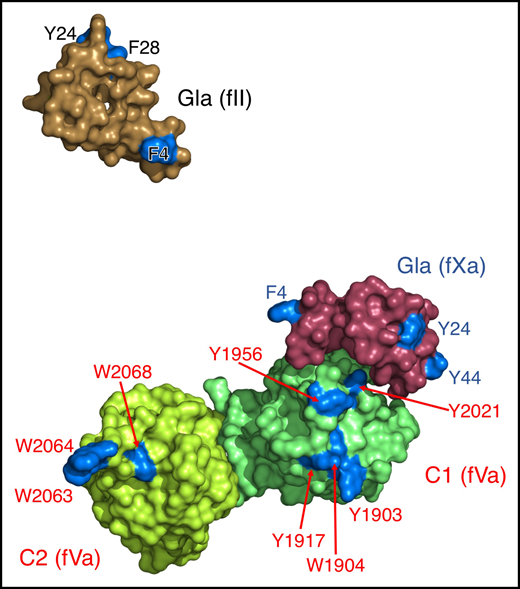Membrane binding module of the prothrombin-prothrombinase complex. The Gla domains of prothrombin and fXa, along with the C1 and C2 domains of fVa, are colored as in Figure 1 and are shown in the same orientation as Figure 2A, that is, as seen from the plane of the membrane. The module features the Gla domain of fXa close, but not in contact, with the C1 domain of fVa, which is positioned relative to the C2 domain as seen in free fVa.35 The Gla domain of prothrombin, conversely, is widely separated from the Gla domain of fXa and the C2 domain of fVa. The module has an overall triangular arrangement with sides of up to 90 Å (Gla domain of prothrombin from Gla domain of fXa), 70 Å (Gla domain of fXa from C2 domain of fVa), and 110 Å (Gla domain of prothrombin from C2 domain of fVa). Residues likely involved in direct interaction with the membrane are highlighted (blue).