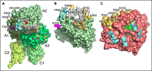 Interaction of fVa with fXa in prothrombinase. (A) Overall structure of fVa in surface representation, oriented as in Figures 1B and 2B, showing the residues involved in recognition of fXa (yellow) and prothrombin (cyan). The interaction with fXa involves mainly the A2 domain and few contacts in the A3 and C1 domains (Table 2). Residues in the 694 to 699 region (Table 2) are labeled as a group. The entire 672 to 691 segment (gray) moves >7 Å relative to the position in free fV35 to close like a lid over the protease domain of fXa. Also shown are the sites of inactivation by activated protein C at R306 and R506 (red) and the site of thrombin activation of fV at R709 (purple). (B) Surface representation of the A2 domain of fVa oriented as in Figure 2A, with all other domains, fXa and prothrombin removed for clarity. The view reveals the individual residues of fVa important for fXa binding (yellow) and their position relative to the 672 to 691 segment (gray) and the epitopes for prothrombin binding (cyan). (C) Surface representation of the protease domain of fXa oriented as in Figure 2D and rotated 30° along the x-axis, with all other domains, fVa and prothrombin removed for clarity. Residues of the catalytic triad (green), with S379 replaced by Ala, are in the center. The view reveals the residues involved in fVa binding (yellow) as being located toward the C-terminal helix (K420, R434) and the 340 to 350 (c165-175) segment of the protease domain. Also shown are residues responsible for binding of prothrombin (cyan) around the active site entrance (Q240, K242, K33) and the Na+ site region (E372, R405, K408). Particularly important is the strong electrostatic coupling of R347 of fXa with E572 and E662 of fVa, as identified by biochemical studies.59,60