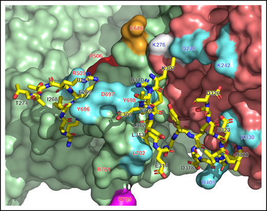 Interaction of prothrombin with prothrombinase. Molecular surface of interaction between the A2 domain of fVa (pale green surface), fXa (deep salmon surface), and prothrombin (yellow sticks) that details how fVa orchestrates preferential binding of R320 to the active site of fXa. Shown is the segment 269EGRTAT274 comprising the site of cleavage at R271 and the longer segment 307KTERELLESYIDGRIVEGSD326 comprising the site of cleavage at R320. Relevant epitopes of fVa and fXa for interaction with prothrombin are colored in cyan. The interaction between E686 of fVa (orange) with K276 of fXa (white) is also labeled, along with R506 and R709 of fVa. The segment 696YDYQNRL702 separates the 2 prothrombin segments and sequesters R271 with a strong ionic interaction with D697 fixed by a nearby interaction between E269 and R505 of fVa. The segment then organizes the proximal portion of the R320 site for interaction with the active site of fXa. Flanking D697 are Y696 in hydrophobic interaction with F535 and Y698 coupled to R310 through a cation-π interaction and in hydrophobic contact with L312. The fragment then turns toward fXa where strong electrostatic interactions involve D318 at P3, E323 at P3′ and D326 at P6’ with residues R405, K370, and K242 of fXa, respectively. An additional ionic interaction is established between K307 of prothrombin and Q240 of fXa. As a result of these interactions, R320 penetrates the active site of fXa to initiate activation along the meizothrombin pathway.