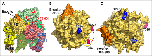 Putative interaction of prothrombin in the open form with prothrombinase. (A) The complex was obtained by overlaying the structure of prothrombin in the open form (PDB ID 5EDM)30 to the closed form in the cryo-EM structure (Figures 1B and 2). The open form aligns the Gla domain with the homologous domain of fXa and the C1 and C2 domains of fVa. Unfortunately, the entire segment 257GDGLDEDSDRAIEGRTAT274 containing the site of cleavage at R271 was not resolved in the 5EDM structure (B, dotted lines). Residue R320 moves 18 Å upward and clashes with the area of contact between E686 of fVa and K376 of fXa (yellow circle; see also Figure 5). A movement of the entire 672 to 691 region (gray) of the A2 domain would be necessary to accommodate the protease domain of prothrombin in the open form. Exosite-1 of prothrombin (residues 382RIGKHSRTRYERNIE396, orange) moves closer to but not in contact with fVa. (B-C) Protease domain of prothrombin in the open (B) and closed (C) forms obtained after rotation of panel A 90° clockwise along the y-axis (B) or directly from Figure 2E (C), with fVa, fXa, and the auxiliary domains (EGF1, EGF2, Gla) removed for clarity. Transition from the closed to the open form moves exosite 1 closer to fVa and relocates R320 18 Å upward from the position in the closed form (indicated in panel B by a yellow circle, for reference). The transition also causes a significant clockwise rotation of the entire segment 257 to 274 containing the R271 site (C), not visible in the open form (B, dotted lines), with the Cα-Cα distance between T256 and S275 shrinking from 37 to 16 Å. The rotation would bring R271 closer to the active site of fXa in the open form.