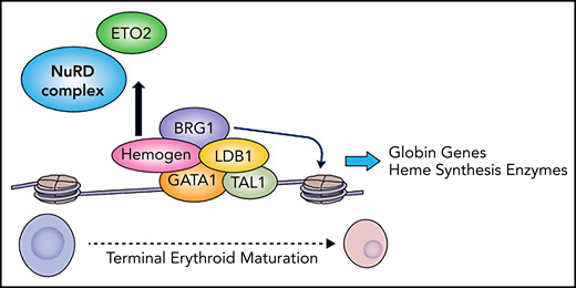 Hemogen regulates GATA1 complex composition. Hemogen interacts with GATA1, recruiting the SWI/SNF chromatin remodeler BRG1 to form the activating LDB1 complex and to exclude ETO2 and the NuRD complex, facilitating high-level erythroid gene expression during terminal erythroid maturation. Professional illustration by Patrick Lane, ScEYEnce Studios.