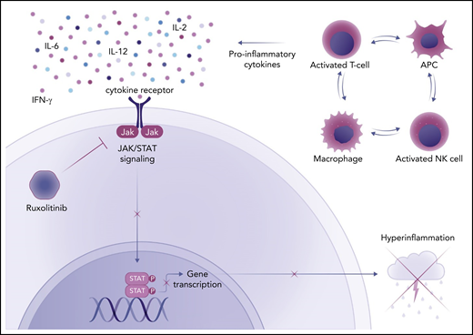 The mechanism of action of ruxolitinib in HLH. Activated T cells, natural killer (NK) cells, macrophages, and antigen-presenting cells (APC) produce proinflammatory cytokines in HLH. Many of these cytokines (IFN-γ, IL-2, IL-6, IL-12) signal through the JAK/STAT pathway to induce changes in gene expression that lead to hyperinflammation and cytokine storm. Ruxolitinib, a JAK1/2 inhibitor, blocks this process. Professional illustration by Somersault18:24.