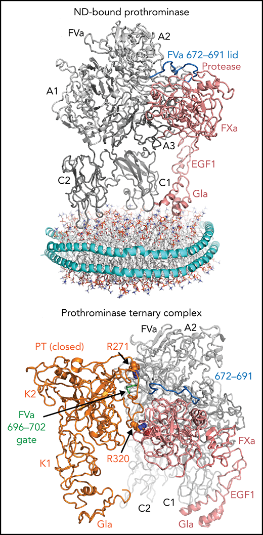 Cryo-EM structures of lipid nanodisc-bound prothrombinase (top) and prothrombinase in a ternary complex with prothrombin (bottom). Top, FVa is represented in gray, with the A1, A2, A3, C1, and C2 domains labeled. FXa is shown in pink with the Gla, EGF1, and protease domains labeled, forming connections with the FVa A2, A3, and C1 domains. The protease domain of FXa is held in place with an FVa A2 domain “lid” (residues 672-691, shown in blue). The lipid nanodisc is modeled below to illustrate how these domains bind membrane surfaces. Bottom, prothrombinase (FVa/FXa) bound to prothrombin in its “closed” form. Prothrombin is shown in orange, with the Gla and Kringle (K1 and K2) domains labeled, which makes a small contact with the FVa A2 domain 696 to 702 loop (green). R320 projects toward the specificity site adjacent to the active site of FXa (pink). R271 sits above the 696 to 702 loop. EGF1, epidermal growth factor-like domain 1; ND, lipid nanodisc; PT, prothrombin.