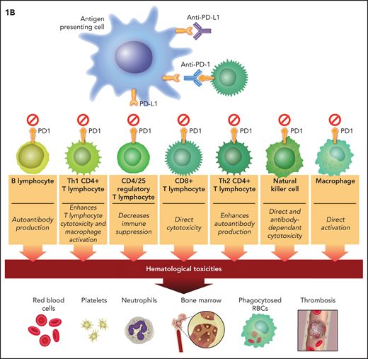 Putative mechanisms of immune checkpoint inhibitor–associated hematologic toxicities. Anti–CTLA-4 therapy blocks inhibitory signals to cytotoxic (CD8+) and helper (Th1 and Th2) T lymphocytes and suppresses the activation of Tregs (CD4+ and CD25+). (B) PD-1/PD-L1 therapies have identical effects plus they block inhibitory signals to B lymphocytes, NK cells, and macrophages. The direct effects on T-lymphocyte classes and subclasses unleash cytotoxicity. These effects plus the indirect (CTLA-4 inhibition unleashing Th2CD4+ lymphocytes) and direct (anti–PD-1 and anti–PD-L1) effect on B lymphocytes leads to autoantibody production. CD8+ T-lymphocyte cytotoxicity and B-cell synthesis of autoantibodies are putative mechanisms of ICI-associated anemia, thrombocytopenia, neutropenia, and bone marrow failure. PD-1 and PD-L1 blockers that unleash NK cells could also result in direct bone marrow cytotoxicity. The direct effect of PD-1 and PD-L1 blockers on macrophage activity and the indirect effect of CTLA-4 blockade on unleashing Th1CD4+ and CD8+ T lymphocytes to stimulate macrophages could result in excessive cytokine production allegedly mediating HLH (IL-6) and VTE (IL-8).