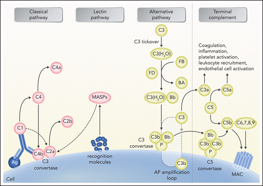 Schematic representation of complement activation and interactions with other systems. The alternative pathway (AP) is constantly activated through slow spontaneous hydrolysis of C3 forming C3(H2O) (ie, tickover). Activated C3(H2O) pairs with factor B, generating C3(H2O)B. Factor B is then cleaved by factor D and generates the fluid phase AP C3 convertase, or C3(H2O)Bb. The latter catalyzes the cleavage of additional C3 molecules to generate C3a and C3b. C3b binds factor B on cell surfaces, which is subsequently cleaved by factor D to generate a second (surface phase) AP C3 convertase (C3bBb), initiating the amplification loop. Binding and cleavage of an additional C3 to C3 convertase form the APC C5 convertase (C3bBbC3b) that cleaves C5 to C5a and C5b. Both C3 and C5 AP convertases are stabilized by properdin, or factor P, which also serves as a selective pattern recognition molecule for de novo C3 AP convertase assembly. Classical pathway activation mainly depends on antibody-antigen complexes recognized via complement component C1q. C1q also binds directly to certain epitopes from microorganisms or apoptotic cells and to cell-surface molecules. C1q then cleaves C1r, which activates C1s protease. Subsequently, C1s cleaves C4 and C2, leading to the formation of classical pathway C3 convertase (C4bC2a). C3 convertase cleaves C3, generating the anaphylatoxin C5a and C5 convertase (C4bC2aC3b), which cleaves C5 into C5a and C5b, which initiate the terminal pathway of complement. Lectin pathway activation is initiated by recognition of carbohydrate structures on the microbial surfaces by mannose-binding lectins (MBLs). Additional pattern recognition molecules of the lectin pathway include ficolins and collectin 11. These molecules act through MBL-associated serine proteases (MASPs), generating C3 convertase (C4bC2a), similarly to the activation of classical pathway. Proximal complement activation initiated by any of the 3 pathways (classical, alternative, or lectin) leads to C3 activation and C3 convertase formation on C3-opsonized surfaces. In the presence of increased surface density of deposited C3b, C5b initiates the terminal complement pathway, binding to C6 and generating C5b-6, which in turn binds to C7, creating C5b-7. C5b-7 is able to insert itself into lipid layers of the membrane. Once there, C5b-7 binds C8 and C9, forming a complex that unfolds in the membrane and binds several C9 molecules, thereby forming the membrane attack complex (MAC) on the surface of target cells. C3a and C5a mediate complement interactions with inflammation, coagulation, platelet activation, leukocyte recruitment, and endothelial cell activation. Professional illustration by Somersault 18:24.