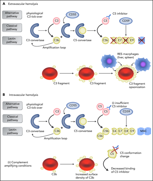 Mechanisms of failure to C5 inhibition. (A) In patients who receive anti-C5 therapy, early complement activation remains uncontrolled on PNH erythrocytes, leading to surface C3 activation and progressive opsonization, with C3 fragments of PNH erythrocytes spared from MAC-mediated hemolysis. Because C3d-opsonized erythrocytes may be recognized by professional macrophages through C3dg receptors, C3-mediated extravascular hemolysis has emerged as additional/alternative mechanism of hemolysis in patients with PNH receiving anti-C5 therapy. (B) Intravascular hemolysis is caused either by insufficient drug dosing, allowing free C5 levels to rise (i), or by complement-amplifying conditions (eg, pregnancy, infection, major surgery), resulting in excess C3b accumulation on PNH erythrocytes, which decreases the binding of C5 inhibitor to C5 because of conformation change in C5 and generates high-affinity, C3b-rich, C5 convertases that compete more efficiently with anti-C5 antibodies for their substrate C5 (ii). Professional illustration by Somersault 18:24.