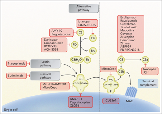Schematic of complement activation, highlighting potential therapeutic targets under study. Complement inhibitors are summarized according to their target and the step of the complement pathway involved. Eculizumab, ravulizumab, crovalimab, tesidolumab, mubodina, coversin, zilucoplan, cemdisiran, zimura, ABP959, and REGN3918 inhibit C5; pegcetacoplan and AMY-101 inhibit C3 and C3 convertase activity; mini-FH/AMY-201 inhibits alternative pathway C3 convertase; iptacopan and IONIS-FB-LRx inhibit factor B; danicopan, lampalizumab, BCX9930, and ACH-5528 inhibit factor D; CLG561, pegcetacoplan, and AMY-101 inhibit properdin (P); sutimlimab inhibits C1s of the classical pathway; narsoplimab inhibits MASP-2 of the lectin pathway; mirococept inhibits C3 and C5 convertases; and avacopan inhibits C5a receptor and IFX-1 C5a. Professional illustration by Somersault 18:24.