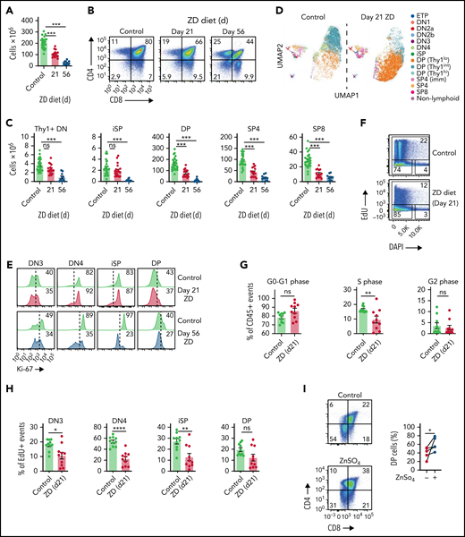 Dietary deficiency of Zn rapidly impairs T-cell development. Six- to 8-week-old female C57BL/6 mice were fed a normal or Zn-deficient diet for up to 8 weeks. (A) Total thymus cellularity from untreated mice or after 21 or 56 days of ZD (untreated, n = 24, combined from animals harvested alongside either day 21 or day 56 mice; day 21, n = 15 over 3 independent experiments; day 56, n = 10 over 2 independent experiments). (B) Concatenated flow cytometry plots displaying CD4 and CD8 expression in the thymus (plots were gated on viable CD45+ cells). (C) Total number of CD4−CD8−Thy1+ DN, CD3−CD4−CD8+ iSP, CD4+CD8+ DP, CD3+CD8−CD4+ SP4, or CD3+CD8+ CD4− SP8 thymocytes from untreated mice or after 21 or 56 days of ZD (untreated, n = 24, combined from animals harvested alongside either day 21 or day 56 mice; day 21, n = 15 over 3 independent experiments; day 56, n = 10 over 2 independent experiments). (D) Multiparameter flow cytometry data from untreated mice or 21 days after ZD was placed in UMAP space and clusters were generated based on relative MFI of markers of thymocyte maturation (CD25, CD44, Thy1, CD4, CD8, CD3). (E) Concatenated flow cytometry plots showing Ki-67 expression in DN3, DN4, iSP, and DP thymocytes from untreated mice or after 21 or 56 days of ZD. (F) Concatenated flow cytometry plots showing EdU and DAPI expression in CD45+ events from untreated mice or after 21 days of ZD. (G) Proportion G0-G1, S, and G2 cells assessed with EdU/DAPI on CD45+ events from untreated mice or after 21 days of ZD (n = 10, combined from animals harvested over 3 independent experiments). (H) Proportion of EdU+ events (S phase) gated on CD4−CD8−Thy1+ CD25+CD44− DN (DN3), CD4−CD8−Thy1+ CD25-CD44− DN (DN4), CD3−CD4−CD8+ (iSP), CD4+CD8+ (DP) from untreated mice or after 21 days of ZD. (I) Lineage-depleted BM cells were isolated from untreated 6-week-old C57BL/6 mice and cocultured with OP9-DL1 cells for 30 days in the presence or absence of ZnSO4 (10 µM added from day 0). Concatenated flow cytometry plots displaying CD4 and CD8 expression at day 30 (n = 5 independent experiments). Graphs represent mean ± standard error of the mean (SEM); each dot represents a biologically independent observation. *P < .05; **P < .01; ***P < .001.