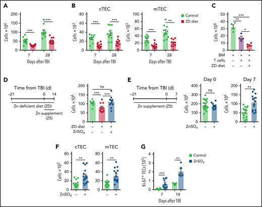 Dietary Zn intake dictates regenerative capacity of the thymus after damage. (A-B) Six- to 8-week-old female C57BL/6 mice were fed a normal or ZD diet for 21 days, at which point mice were given a sublethal dose of TBI (550 cGy). (A) Total thymic cellularity at days 7 and 14 after TBI (n = 10/treatment per timepoint across 2 independent experiments). (B) Total number of CD45−EpCAM+MHCII+UEA1loLy51hi (cTECs) and CD45−EpCAM+MHCII+UEA1hiLy51lo (mTECs) at days 7 and 14 after TBI (n = 10/treatment per timepoint across 2 independent experiments). (C) Six- to 12-week-old female BALB.B mice were fed with normal or ZD diet for 21 days, at which point mice were given a lethal dose of TBI (900 cGy) and 10 × 106 T-cell–depleted BM cells from 6- to 8-week-old C57BL/6 mice. One cohort also received 2 × 106 T cells to induce GVHD; thymic cellularity was quantified on day 14 after allo-HCT (n = 5-6/group). (D) Six- to 8-week-old female C57BL/6 mice were fed with normal or ZD diet for 21 days, at which point mice were given 550 cGy TBI and total thymus cellularity quantified on day 14. One cohort was given supplemental Zn in drinking water (300 mg/kg per day of ZnSO4) from day 0 until analysis on day 14 (n = 10/group across 2 independent experiments). (E-F) Six- to 8-week-old female C57BL/6 mice were given supplemental Zn in drinking water (300 mg/kg per day ZnSO4) for 21 days, at which point mice were given 550 cGy of TBI. Mice were maintained on ZnSO4 in drinking water and the thymus was analyzed on day 0 or 7 (day 0: untreated, n = 22; ZD, n = 10 across 2 independent experiments; day 7: untreated, n = 15; ZD, n = 15, across 3 independent experiments). (E) Total thymic cellularity. (F) Total number of cTECs and mTECs. (G) Total number of Ki-67+ TECs. Graphs represent mean ± SEM; each dot represents a biologically independent observation. *P < .05; **P < .01; ***P < .001.