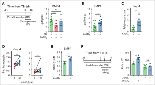 Zn stimulates the production BMP4 by ECs. (A) 6- to 8-week-old female C57BL/6 mice were fed a normal or ZD diet for 21 days, at which point mice were given 550 cGy TBI. One cohort was given supplemental Zn in drinking water (300 mg/kg per day of ZnSO4) from day 0. Levels of BMP4 were quantified by ELISA at day 10 after TBI (n = 5-10/group from 1 independent experiment). (B-C) Six- to 8-week-old female C57BL/6 mice were given supplemental Zn in drinking water (300 mg/kg per day of ZnSO4) for 21 days, at which point mice were given 550 cGy TBI. Mice were maintained on Zn-supplemented drinking water for the duration of the study. (B) BMP4 levels measured by ELISA at day 10 (n = 9/group combined from 3 independent experiments). (C) ECs were FACS purified at day 7 and Bmp4 expression was measured by qPCR (n = 6/group combined from 2 independent experiments). (D-E) exECs were generated as previously described26,32 and stimulated for 24 hours with ZnSO4 at the indicated concentrations and Bmp4 expression measured by qPCR at 24 hours (50 μM: n = 8/group combined from 3 independent experiments; 100 μM: n = 11/group across 5 independent experiments) (D), and BMP4 protein was quantified by ELISA at 48 hours (n = 3 independent experiments) (E). (F) Six- to 8-week-old female C57BL/6 mice were given supplemental Zn in drinking water (300 mg/kg per day of ZnSO4) for 21 days, at which point mice were given 550 cGy TBI. Mice were administered with the BMP type I receptor inhibitor dorsomorphin dihydrochloride (12.5 mg/kg) intraperitoneally at day −1 before TBI and twice daily after TBI, and all mice were maintained on ZnSO4 in drinking water for the duration of the study. Total thymus cellularity was quantified at day 10 after TBI (n = 5/group from 1 independent experiment). Graphs represent mean ± SEM; each dot represents a biologically independent observation. *P < .05; **P < .01; ***P < .001.