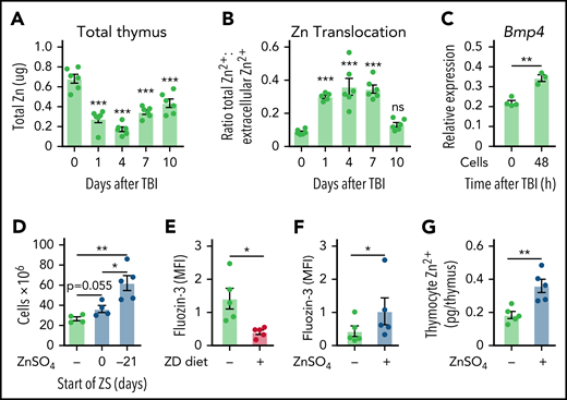 Zn accumulates in thymocytes and is released after damage. (A-B) Six- to 8-week-old female C57BL/6 mice were given 550 cGy TBI, and levels of Zn were measured by ICP-MS. (A) Total thymic amounts of Zn from both intracellular and extracellular fractions of thymus (n = 6/timepoint). (B) Extracellular Zn was measured only in thymic supernatants, and the ratio of extracellular to total thymic Zn was calculated (n = 6/timepoint). (C) Six- to 8-week-old female C57BL/6 mice were given supplemental Zn in drinking water (300 mg/kg per day of ZnSO4) for 21 days, at which point 1 cohort was given 550 cGy of TBI. Thymocytes were isolated either before or 48 hours after TBI and cocultured with exECs. Bmp4 expression was measured by qPCR at 24 hours (n = 3-4/group). (D) Six- to 8-week-old female C57BL/6 mice were given supplemental Zn in drinking water (300 mg/kg per day of ZnSO4) for either 21 days before TBI or from the day of TBI and maintained on ZnSO4 in drinking water for the duration of the study. Thymus cellularity was measured at day 28 after TBI (n = 4-5/group). (E) Six- to 8-week-old female C57BL/6 mice were fed a normal or ZD diet for 21 days, after which thymocytes were isolated by CD90+ magnetic separation. Intracellular Zn levels were measured by staining with Fluozin-3 and assessed by flow cytometry (n = 5/group across 2 independent experiments). (F-G) Six- to 8-week-old female C57BL/6 mice were given supplemental Zn in drinking water (300 mg/kg per day of ZnSO4) for 21 days, after which thymocytes were isolated by CD90+ magnetic separation and Zn was measured by staining with Fluozin-3 (F) or ICP-MS (G). Graphs represent mean ± SEM; each dot represents a biologically independent observation. *P < .05; **P < .01; ***P < .001.