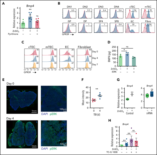GPR39 expressed by thymic ECs is the central mediator of Zn-centered regeneration. (A) exECs were stimulated for 24 hours with ZnSO4 (100 μM) with or without the Zn ionophor pyrythione. Bmp4 expression was measured by qPCR (n = 6 combined from 2 independent experiments). (B) GPR39 expression across subsets in the thymus by flow cytometry at baseline. Displayed are concatenated plots from 1 experiment. (C) Expression of GPR39 on cTECs, mTECs, ECs, and fibroblasts at days 0, 4, and 7 after TBI. Displayed are concatenated plots from 1 experiment. (D) exECs were stimulated for 24 hours with ZnSO4 (100 μM) with or without the ERK inhibitor FR180204. BMP4 was measured by ELISA. (E) ERK phosphorylation in situ assessed at steady state and at day 4 in thymus after TBI (550 cGy) in 6-week-old female C57BL/6 mice. pERK is shown in green, DAPI for nuclear staining in blue. (F) Average quantification of pERK intensity/region of interest (ROI) in thymuses at day 0 and day 4 after SL-TBI. (G) GPR39 expression was silenced in exECs by siRNA and stimulated for 24 hours with ZnSO4 (100 μM), after which Bmp4 expression was measured by qPCR (n = 3/group). (H) Bmp4 expression in exEC cultured for 24 hours in presence of ZnSO4 (100 μM) and/or the GPR39 agonist TC-G1008 (25 μM) (n = 5-15 combined from 5 independent experiments). Graphs represent mean ± SEM; each dot represents a biologically independent observation. *P < .05; **P < .01; ***P < .001.