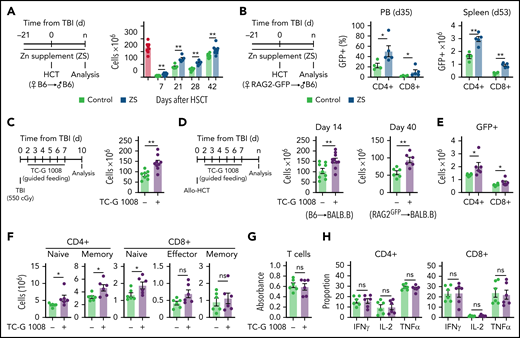 Experimental targeting of the GPR39 receptor improves thymic repair and T-cell reconstitution after allo-HCT. (A) Six- to 8-week-old male C57BL/6 mice were given supplemental Zn in drinking water (300 mg/kg per day of ZnSO4) for 21 days, at which point mice were given a lethal dose of TBI (2 × 550 cGy) along with T-cell depleted BM from female C57BL/6 mice. Mice were maintained on ZnSO4 in drinking water for the duration of the study. Total thymic cellularity at days 7, 21, 28, and 42 after HCT (n = 5-10/group/timepoint combined from 2 independent experiments). (B) Six- to 8-week-old male C57BL/6 mice were given supplemental Zn in drinking water (300 mg/kg per day of ZnSO4) for 21 days, at which point mice were given a lethal dose of TBI (2 × 550 cGy) along with T-cell depleted BM from female RAG2-GFP mice. Splenic T cells were analyzed for GFP expression on day 53 (n = 4-5/group). (C) Six- to 8-week-old female C57BL/6 mice were given 550 cGy of TBI and either vehicle or TC-G 1008 (20 mg/kg per mouse per day) by guided feeding daily from day 0 until day 10, when thymus cellularity was assessed (n = 8-9 combined from 2 independent experiments). (D-H) Six- to 8-week-old female BALB.B mice were given a lethal dose of TBI (900 cGy) along with 10 × 106 T-cell depleted BM from female C57BL/6 mice and either vehicle or TC-G 1008 (20 mg/kg per mouse per day) by guided feeding daily from day 0 until day 8 and then biweekly. Thymuses were harvested and analyzed at day 14 (n = 10/group from 2 separate experiments) and at day 40 (n = 6/group from 2 separate experiments)(D) Total thymic cellularity at day 14 and 40 after HCT. (E) Spleen harvested at day 40 after HCT, and numbers of GFP+ T cells were calculated (n = 6/group, from 2 separate experiments). (F) Number of T-cell subsets. (G-H) CD3+ T cells were isolated from spleen at day 40 after HCT and stimulated for 72 hours with anti-CD3 and anti-CD28. (G) Proliferation of all T cells (n = 6/group from 2 separate experiments). (H) Intracellular cytokine staining for IFN-γ, IL-2, and TNF-α on CD4+ and CD8+ (n = 6/group from 2 separate experiments). Graphs represent mean ± SEM; each dot represents a biologically independent observation. *P < .05; **P < .01; ***P < .001.