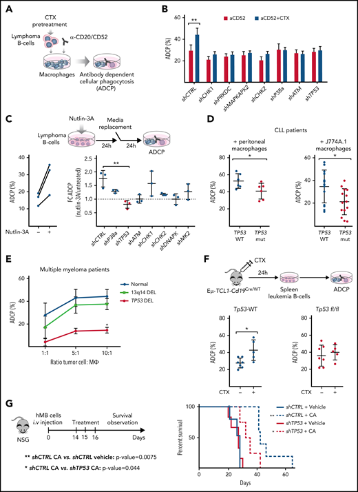 TP53 loss in lymphoma cells impairs macrophage ability to phagocytose tumor B cells. (A) Schematic representation of an ADCP assay. (B) Alemtuzumab (anti-CD52)-mediated ADCP of empty vector (shCTRL) and the indicated DDR-knockdown hMB cells, pretreated or not with 3 µM mafosfamide (CTX) and cocultured with peritoneal macrophages (3 independent experiments, 5 replicates per experiment). (C) ADCP percent of shCTRL hMB cells, pretreated or not with nutlin-3A (left panel) (n = 3). Right panel shows ADCP fold change (FC) induced upon nutlin-3A pretreatment on the indicated DDR-knockdown hMB cells (n = 3). (D) ADCP assay of CLL cells from patients with TP53 WT and mutant expression (TP53 mut) on the presence of peritoneal macrophages and alemtuzumab (left) or mCherry+ J77A4.1 macrophages and 10 mg rituximab and 3 µM mafosfamide (n = 6) or J77A4.1 macrophages (n = 15). (E) Daratumumab (anti-CD38 antibody)-mediated ADCP of multiple myeloma (MM) tumor cells obtained from patients with normal TP53 expression (normal karyotype or 13q14 deletion) and from patients with TP53 deletion. Tumor cells were cocultured with autologous macrophages in the indicated ratios (10:1 ratio, del13q14DEL vs TP53DEL P = .025; n = 3). (F) Eµ-TCL1/wt and Eµ-TCL1/Tp53fl/fl leukemic mice were treated or not with 10 mg/kg cyclophosphamide (CTX) for 24 hours. Then, the spleen leukemic cells were isolated and used to perform an ADCP in the presence of peritoneal macrophages (n = 5-7). (G) Kaplan-Meier analysis comparing the survival of shCTRL and shTP53 hMB–transplanted nonobese diabetes scid gamma mice receiving cyclophosphamide and alemtuzumab (CA) as CIT combination. PBS was used as control. The treatment was given IP 10 days after IV hMB cell injection (n = 5-6). (*P < .05, **P ≤ .01). IP, intraperitoneal.