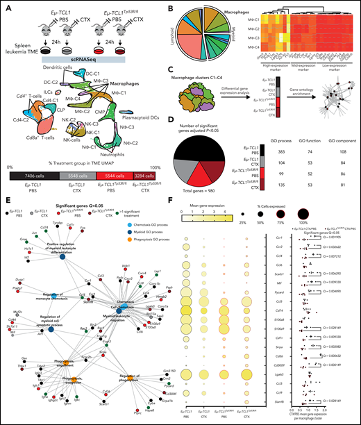 Characterization of TME-macrophage functions upon chemotherapy on Eμ-TCL1 mice.Eμ-TCL1-Cd19Cre-TP53wt (Eμ-TCL1) and Eμ-TCL1-Cd19Cre-TP53fl/fl (Eμ-TCL1) leukemic mice (Cd45+Cd19+Cd5+ cells on blood >30%) were IP injected 10 mg/kg cyclophosphamide (CTX) or PBS for 24 hours. (A) Schematic representation of the experimental design (upper panel). Splenocytes were isolated from the spleens of each treatment group, followed by MACS B-cell depletion (Cd19− cells) before scRNA-seq. Integrated Uniform Manifold Approximation and Projection (UMAP) dimension reduction plot of all treatment groups (n = 21 782 cells) (center panel). Cells are colored by the clusters determined by cell type. Percentage and total cell number of each treatment group contributing to the integrated UMAP (lower panel). (B) Pie chart representing the proportion of each cluster across all genotypes and treatment groups (left panel). Heat map showing the cell marker gene expression profiles of all macrophage clusters (MΦ-1, MΦ-2, MΦ-3, and MΦ-4) across all genotypes and treatment groups (right panel). (C) Diagram representing the gene ontology (GO) term analysis strategy across both genotype and treatment groups. (D) Pie chart showing the percentage of genotype and treatment group significantly regulated genes (left panel). GO process/function/component table showing the number of significant GO terms per genotype and treatment group (right panel). (E) GGnet plot of chemotaxsis/myeloid/phagocytosis GO process terms enriched in the macrophage clusters together with notation of the genotype and treatment group of significant genes of the GO terms (black, Eµ-TCL1 PBS; gray, Eµ-TCL1 CTX; light red, Eµ-TCL1Tp53fl/fl; dark red, Eµ-TCL1Tp53fl/fl CTX; dark green, >1 significant group). (F) Ball plot showing the percentage of positive cells and average expression across all macrophage cluster cells per genotype and treatment group for key GO process genes (left panel). Bar graph showing the fold change treatment normalized (CTX/PBS) per genotype per macrophage cluster (MΦ-1, MΦ-2, MΦ-3, and MΦ-4) for the same genes as in the left panel (right panel). Significant differences calculated either in Seurat (B/D), GO Gorilla (D/E), or GraphPad (F), respectively. In all instances, adjusted P values from the respective methods were used (see “Materials and methods”). IP, intraperitoneal; MACS, magnetic-activated cell sorting.