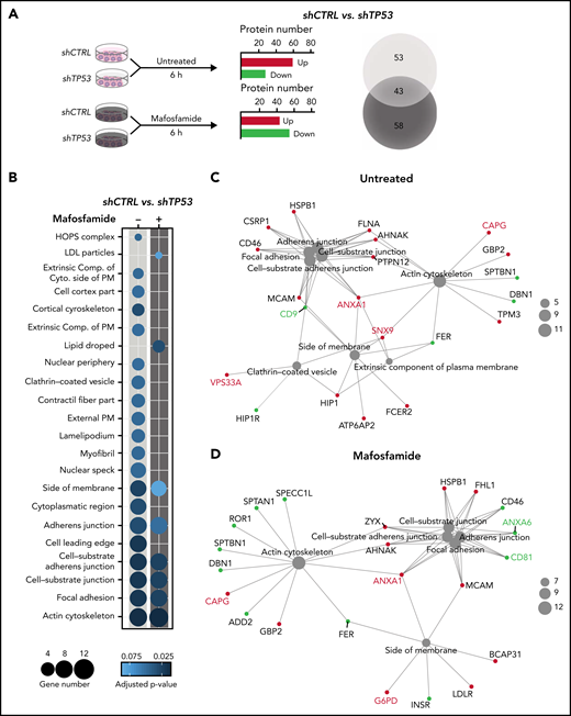 Chemotherapy-rewiring of control and TP53-deficient lymphoma B-cells’ proteome. (A-D) shCTRL and shTP53 hMB cells were treated with 3 µM mafosfamide or vehicle (untreated) for 6 hours, and their proteomic profiles were analyzed by mass spectrometry label-free protein quantification (n = 3). (A) Workflow of the experiment (left panel). Bar plot of the number of up- and downregulated proteins that are differentially expressed in shTP53 hMB cells in comparison with shCTRL hMB cells, either in untreated or mafosfamide-treated condition (central panel). Venn diagram illustrating the total number of significant proteins specifically or commonly regulated by TP53 in either untreated or mafosfamide-treated condition. (B-D) Enriched cellular component GO terms identified in the analysis of significantly regulated proteins by TP53 expression in untreated (-) and mafosfamdie-treated (+) hMB cells. (B) Sphere sizes represent the number of proteins associated to every GO term, whereas the color indicates the adjusted P-value (lower panel). (C-D) Network interaction depicting the linkage of proteins and selected CC-GO terms identified in the comparison analysis between TP53-deficient and control hMB cells upon (C) vehicle (untreated) or (D) mafosfamide treatment. Sphere sizes represent the number of proteins associated to every GO term. Green and red nodes highlight down- and upregulated proteins, respectively. Proteins involved in EV biogenesis or release have been highlighted.