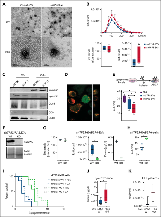 Features and functions of EVs derived from TP53-deficient and control lymphoma B cells. (A-G) EVs were isolated from TP53-deficient (shTP53-EVs) and control (shCTRL-EVs) hMB lymphoma B-cells. (A) Representative TEM images. Thirty thousand and 100 000 magnifications are shown. (B) Nanoparticle tracking analysis (NTA) of the EVs distribution of the particles according to their size and concentration (upper panel). Box plots showing size particle and particle concentration of the isolated EVs (lower panel; n = 6). (C) Immunoblot analysis of the isolated EVs and their corresponding cell lysates using the indicated antibodies. (D) Confocal image showing DiD-labeled EV (red) uptake by GFP+J774A.1 macrophages (green) after 16 hours in culture. Orthogonal view of the same image confirms the intracellular presence of the EVs (right panel). (E) Alemtuzumab-mediated ADCP of control hMB cells cocultured with J774A.1 macrophages and shCTRL-EVs, shTP53-EVs, or vehicle (PBS) (n = 4). (F-I) RAB27A expression was depleted by clustered regularly interspaced short palindromic repeats (CRISPR)/CRISPR-associated protein 9 (Cas9) approached in shTP53 hMB cells. (F) Immunoblotting detection of Rab27a protein in shTP53/RAB27A-WT and -KO hMB cells. The corresponding total protein staining of the samples as a protein loading control is shown. (G) Box plots of NTA determinations (left and middle panel) and protein concentration (right panel) of EVs obtained from shTP53/RAB27A-WT and -KO EVs (n = 3). (H) Alemtuzumab-mediated ADCP of different clones of both, shTP53/RAB27A-WT (n = 4) and –KO (n = 3) hMB cells cocultured with J774A.1 macrophages. All the graphics showed the mean plus or minus SD of at least 3 independent experiments. (I) Kaplan-Meier analysis comparing the survival of shTP53/RAB27A-WT and -KO hMB transplanted NSG mice receiving cyclophosphamide and alemtuzumab (CA) as CIT combination. PBS was used as control. The treatment was given IP 10 days after IV hMB cell injection (n = 7-10). (J) Protein determination of EVs derived from CD19+cells isolated from the spleen of sick Eµ-TCL1 WT and Eµ-TCL1/Tp53fl/fl mice (n = 5-8). (K) Concentration of EVs isolated from primary CLL patient cells (n = 2-3) (*P < .05, **P ≤ .01). IP, intraperitoneal; SD, standard deviation.