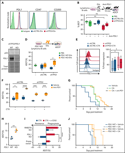 Identification of EVs and PD-L1 expression roles on the resistance to chemotherapy in TP53-deficeint B-cell lymphomas. (A) Flow cytometer analysis of shCTRL− and shTP53-EVs bound to polystyrene microspheres and stained for the indicated proteins or the correspondent isotype control (1 representative experiment of 3). (B) Alemtuzumab-mediated ADCP assay with normal hMB cells and J774A.1 macrophages in the presence of EVs derived from shCTRL and shTP53 hMB cells that were incubated (10 minutes) with anti–PD-L1 antibody (atezolizumab) prior to their addition to the coculture. The same concentration of anti–PD-L1 antibody diluted in PBS was used as control. Data shows 1 representative experiment of 3, with 5 replicates. (C) Immunoblotting detection of p53 and PD-L1 protein in shTP53/PD-L1–WT and -KO hMB cells. The corresponding total protein staining of the samples as a protein-loading control is shown. (D) Alemtuzumab-mediated ADCP assay with normal hMB cells with J774A.1 macrophages in the presence of shTP53/PD-L1–WT and -KO EVs; PBS was used as control. Data shows 1 representative experiment of 3, with 5 replicates. (E) Flow cell cytometer detection of PD-L1 in shCTRL and shTP53 hMB cells, treated with mafosfamide (CTX) or vehicle for 24 hours. Left panel shows half offset histogram representation of 1 representative experiment. Right panel displays PD-L1 protein expression percentage from 6 independent experiments. (F) Anti-CD20 (18B12)-mediated ADCP of shCTRL and shTP53 hMB cells pretreated or not with mafosfamide and cocultured with peritoneal macrophages exposed to anti-PD1 antibody (GS-696882) from 4 hours prior to the assay. Data shows 1 representative experiment of 3, with 5 replicates. (G) Survival curve of NSG mice IV injected with shTP53 hMB tumor cells treated IP with cyclophosphamide and alemtuzumab (CA) or CA and anti-PD1 antibody (GS-696882). PBS was used as control treatment (n = 12-18). (H) Alemtuzumab-mediated ADCP of different shTP53/PD-L1–WT and -KO clones coculture with J774A.1 macrophages (n = 3). (I) Number of mafosfamide (CTX) pretreated GFP+ hMB cells (shTP53/PD-L1–KO, shTP53/RAB27A-KO, and the corresponding shTP53 empty vector) remaining in the coculture with J774A.1 macrophages after ADCP assay performed in combination or not with alemtuzumab and normalized to the amount of hMB cells in a hMB single culture. Data shows 1 representative experiment, with 5 replicates. (J) Survival curve of NSG mice IV injected with shTP53/PD-L1-WT or shTP53/PD-L1-KO hMB tumor cells and IP treated after 10 days with cyclophosphamide and alemtuzumab (CA) or PBS as control treatment (n = 3-6). *P < .05, **P ≤ .01, ***P ≤ .001, ****P ≤ .0001. IP, intraperitoneal.