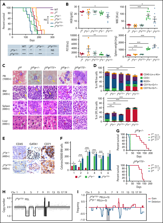 Jak2V617F/+-Trp53−/− and Jak2V617F/+-Trp53R172H/– induce a highly penetrant pure erythroid leukemia. (A) Kaplan-Meier comparative survival analysis of reconstituted mice. Cumulative survival was plotted against days after transplantation. P value was determined by the log-rank test. WT control (WT; n = 7); Jak2V617F/+ (JVF; n = 7); Jak2V617F/+Trp53+/− (JVFP+/−; n = 6); Jak2V617F/+Trp53−/− (JVFP−/−; n = 8); Jak2V617F/+Trp53R172H/+ (JVFP172/+; n = 6); Jak2V617F/+Trp53R172H/– (JVFP172/–; n = 8). JVFP−/− vs JVF, P = .0445; JVFP−/− vs JVFP+/−, P = .0037; JVFP172/– vs JVF, P = .0001; JVFP172/– vs JVFP172/+, P = .0016. (B) Complete blood count analysis of PB samples and spleen (SPL) weight collected from moribund PEL JVFP−/− (n = 8), PEL JVFP172/– (n = 8), JVFP+/− (n = 6), JVFP172/+ (n = 6), and JVF (n = 7) mice. JVFP−/− vs JVF: white blood cell (WBC), P < .0001; SPL weight, P < .0001. JVFP172/– vs JVF: WBC, P = .0275; HGB, P = .0172; platelet (PLT), P = .0016; SPL weight, P < .0001. JVFP+/− vs JVF: SPL weight, P = .0244. JVFP172/+ vs JVF: SPL weight, P = .0005. (C) Wright-Giemsa smear of PB, histopathologic hematoxylin and eosin (H&E) sections of BM, SPL, and liver from representative moribund PEL JVFP−/−and JVFP172/–, JVFP+/−, JVFP172/+, and JVF mice. Red arrows indicate blasts, yellow arrows indicate neutrophils, and black arrows indicate hepatocytes. Magnification, 1000× for PB and 400× for BM, SPL, and liver. (D) Proportion of PB cells (top) and SPL cells (bottom) of each lineage and CD45–Lin–c-Kit+ determined by flow cytometric analysis for moribund mice. Lineage markers include CD3, B220, CD11b, and Gr1. JVF, n = 7; PEL JVFP−/−, n = 8; PEL JVFP172/–, n = 8; JVFP+/−, n = 6; JVFP172/+, n = 6. Proportion of CD45–Lin–c-Kit+ cells in each murine genotype is compared. PB: JVFP−/− vs JVF, P = .002; JVFP172/– vs JVF, P = .0014. SPL: JVFP−/− vs JVF, P < .0001; JVFP172/– vs JVF, P < .0001; JVFP+/− vs JVF, P = .0021; JVFP172/+ vs JVF, P = .0018. (E) Immunohistochemistry (IHC) of liver (CD45, GATA1, and CD71) from representative PEL JVFP−/− and PEL JVFP172/– mice. Magnification, 400×. (F) Methylcellulose replating assay comparing replating capability of whole BM cells from JVF(n = 6), PEL JVFP−/− (n = 8), and PEL JVFP172/– (n = 8) mice. (G) Kaplan-Meier analysis of serial transplant of 1 × 106 whole SPL cells from PEL JVFP−/− and PEL JVFP172/– mice. P value was determined by using the log-rank test. First transplant (JVFP−/−, n = 8; JVFP172/–, n = 8); second transplant (JVFP−/−, n = 5; JVFP172/–, n = 6); third transplant (JVFP−/−, n = 10; JVFP172/–, n = 6). JVFP−/−: first vs second, P = .0005; second vs third, P = .0005; first vs third, P < .0001. JVFP172/–: first vs second, P = .0002; first vs third, P = .0003. (H) Genome-wide copy number profile of a representative PEL arising from primary transplant of BM cells derived from JVFP172/– donor mouse. Copy number values are rounded to the nearest integer. (I) Frequency plot analysis of a cohort of PEL developing in a p53-deficient background setting (JVFP−/−, n = 3; JVFP172/–, n = 5). Red lines trace gains, blue lines trace deletions, and gray shading denotes recurrent deletions on mouse chromosome 6. Data are represented as mean ± standard error of the mean (SEM) unless otherwise indicated. The unpaired t test was used to compare the mean of 2 groups in panels B, D, and F. *P < .05, **P ≤ .01, ***P ≤ .001.