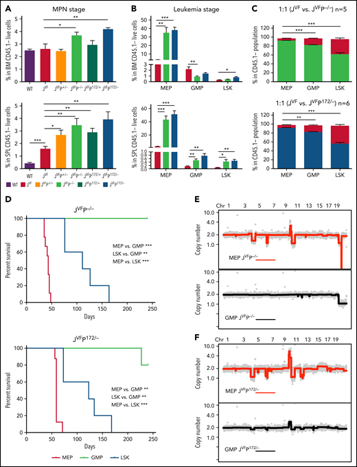 MEP deficient for Trp53 and expressing Jak2V617F are transformed to erythroid leukemia-initiating cells. (A) Percentage of MEPs (Lin–c-Kit+Sca-1–CD34–FcgRII/III–) in the BM (top) and spleen (SPL) (bottom) at MPN stage (8 weeks after transplantation) in each genotype (n = 5 for each group). Data are presented as comparison with JVF. BM: JVFP−/− vs JVF, P = .0436; JVFP172/– vs JVF, P = .004. SPL: WT vs JVF, P = .0002; JVFP+/− vs JVF, P = .0254; JVFP−/− vs JVF, P = .0082; JVFP172/+ vs JVF, P = .005; JVFP172/– vs JVF, P = .0052. (B) Percentage of MEPs, GMPs (Lin–c-Kit+Sca-1–CD34+FcgRII/III+), and LSKs (Lin–c-Kit+Sca-1+) in BM (top) and SPL (bottom) from PEL JVFP−/− (n = 8) and JVFP172/– (n = 8) mice or JVF (n = 6) mice as control. Data are presented as comparison with JVF. BM MEP: JVFP−/− vs JVF, P = .0012; JVFP172/– vs JVF, P < .0001. BM GMP: JVFP−/− vs JVF, P = .0079. BM LSK: JVFP172/– vs JVF, P = .0269. SPL MEP: JVFP−/− vs JVF, P < .0001; JVFP172/– vs JVF, P < .0001. SPL GMP: JVFP−/− vs JVF, P = .005; JVFP172/– vs JVF, P = .0033. SPL LSK: JVFP−/− vs JVF, P = .0429; JVFP172/– vs JVF, P = .0033. (C) HSPC chimerism (as a percentage) in BM of recipient mice transplanted 1:1 with JVFP−/− (n = 5) or JVFP172/– (n = 6) and JVF BM. JVFP−/−: MEPs vs GMPs, P = .0008; MEPs vs LSKs, P = .0001. JVFP172/–: MEPs vs GMPs, P = .0018; MEPs vs LSKs, P < .0001. (D) Kaplan-Meier comparative survival analysis of recipients that were transplanted with LSKs, MEPs, and GMPs from the MPN stage of JVFP−/− (LSKs, n = 5; MEPs, n = 9; GMPs n = 5) or JVFP172/– (LSKs, n = 5; MEPs, n = 8; GMPs, n = 5) mice. P value was determined by using the log-rank test. JVFP−/−: MEPs vs GMPs, P = .0007; LSKs vs GMPs, P = .0017; MEPs vs LSKs, P = .0007. JVFP172/–: MEPs vs GMPs, P = .0006; LSKs vs GMPs, P = .0017; MEPs vs LSKs, P = .0006. (E) Genome-wide copy number profiles of flow cytometry–sorted JVFP−/− MEP (top panel) and GMP (bottom panel) populations after BM transplant and leukemic transformation (n = 4). (F) Genome-wide copy number profiles of flow cytometry–sorted JVFP172/–MEP (top panel) and GMP (bottom panel) populations after BM transplant and leukemic transformation (n = 6). Data are represented as mean ± standard error of the mean (SEM) unless otherwise indicated. The unpaired t test was used to compare the mean of 2 groups in panels A, B, and C. *P < .05, **P ≤ .01, *** P ≤ .001.