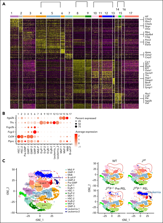 Dynamic changes in Jak2V617F/+Trp53−/− HSPCs occur during leukemogenesis. (A) Heat map of top representative genes (top 30 genes) for each cluster from single-cell expression profiles. Gene expression profiles of selected marker genes were used to assign cell classification. Columns represent individual cells; rows represent genes. (B) Average expression levels of conventional surface marker genes Ptprc (CD45), Cd34 (CD34), Fcgr3 (CD16), Fcgr2b (CD32), Tfrc (CD71), and Itga2b (CD41) for single cells in each cluster. Cell clusters were labeled and colored by cell type names: 1, hematopoietic stem cells-1 (HSC-1); 2, HSC-2; 3, Pre-GMP; 4, GMP-1; 5, GMP-2; 6, GMP-3; 7, megakaryocyte-erythroid progenitor (MkE-P); 8, EryP-1; 9, EryP-2; 10, erythroid blast-1 (EryB-1); 11, EryB-2; 12, leukemia-1; 13, leukemia-2; 14, megakaryocyte progenitor-1 (MkP-1); 15, MkP-2; 16, megakaryocyte blast (MkB); and 17, B-cell progenitor (B-cell-P). Dot plot displays average gene expression of surface marker genes for identification of a cluster cell type. The color key from white to red indicates low to high average gene expression level, respectively. The dot size indicates percentage of cells expressing a certain marker. (C) Unsupervised graph-based clustering of scRNA-seq data set projected onto a t-distributed stochastic neighbor embedding (t-SNE) plot displaying distinct clusters. A total of 29 029 cells were clustered in the left panel. Each point represents an individual cell. Cell clusters were labeled and colored according to cell type (HSPC subpopulations and leukemic population). In the right panel, t-SNE plot displays subpopulations of HSPCs and leukemic population in a WT, JVF, a pre-PEL JVFP−/−, and a PEL JVFP−/− mouse. (D) Heat map of hierarchical clustering of Pearson correlation coefficients between clusters. All coefficients based on the average normalized scRNA-seq data in each cluster. (E) Enrichment analysis of Gene Ontology (GO) and pathways associated with upregulated genes in leukemia cells relative to erythroid progenitors and blasts. (F) Inferred CNA profiles from scRNA-seq data. Chromosomal gains (red) and deletion (blue) are inferred by averaging expression over 100-gene stretches on the respective chromosomes (columns) across the single cells (rows). Top: cells from a WT mouse as reference cells not expected to contain CNVs. Bottom: cells tested for CNAs relative to the reference cells. Zoom in of CNA profiles for leukemia, EryP, and EryB groups on chromosome 4, 6, 10, and 15 (right).