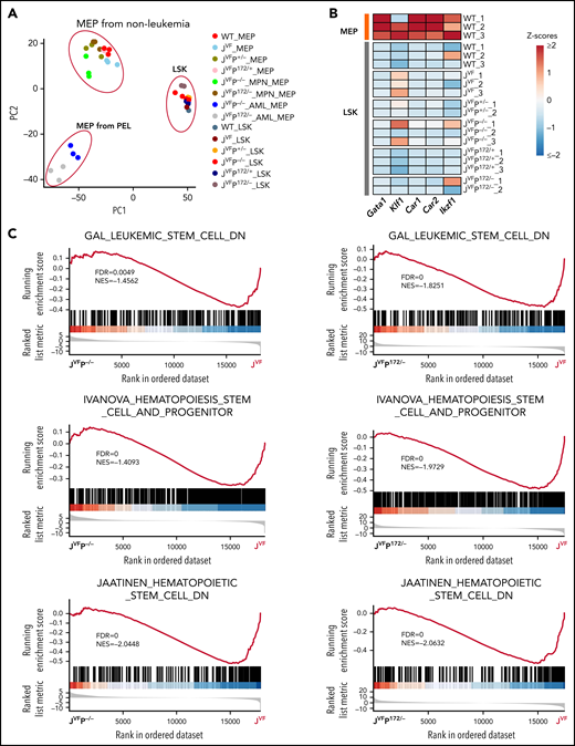 Jak2V617F/+Trp53−rp and Jak2V617F/+Trp53R172H/– MEPs are characterized by aberrant gene expression. (A) Principal component analysis (PCA) based on bulk RNA-seq data from flow cytometry–sorted samples. The top 2 components (PC1 and PC2) of the PCA results were used for plot in the plane. (B) Heat map showing representative MEP-priming transcription factor (TFs) expression in WT MEPs and LSKs from WT, JVF, JVFP+/−, JVFP−/−, JVFP172/+, and JVFP172/–. (C) Gene set enrichment analysis (GSEA) for comparing gene expression of JVFP−/− and JVFP172/– MPN MEPs vs previously described signatures related to leukemia stem cells or hematopoietic stem cells. (D) Methylcellulose replating assay showing the enhanced replating capability of JVFP−/− and JVFP172/– MPN stage MEPs, relative to JVF MEPs (n = 4 for each genotype). A total of 5000 MEPs were plated per well in the first platting, and 5000 cells from each prior platting were used for subsequent replating. Data are represented as mean ± standard error of the mean (SEM). The unpaired t test was used to compare the mean of 2 groups. (E) Bar graphs showing the top pathways enriched in JVFP−/− and JVFP172/– PEL MEPs. (F) Heat map of upregulated genes common to JVFP−/− and JVFP172/– PEL MEPs compared with respective controls. (G) Volcano plot from RNA-seq data comparing JVFP−/− and JVFP172/– PEL MEPs vs controls highlighting BMP pathway–related gene expression. *P ≤ .05, **P ≤ .01, ***P ≤ .001.