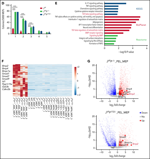 Jak2V617F/+Trp53−rp and Jak2V617F/+Trp53R172H/– MEPs are characterized by aberrant gene expression. (A) Principal component analysis (PCA) based on bulk RNA-seq data from flow cytometry–sorted samples. The top 2 components (PC1 and PC2) of the PCA results were used for plot in the plane. (B) Heat map showing representative MEP-priming transcription factor (TFs) expression in WT MEPs and LSKs from WT, JVF, JVFP+/−, JVFP−/−, JVFP172/+, and JVFP172/–. (C) Gene set enrichment analysis (GSEA) for comparing gene expression of JVFP−/− and JVFP172/– MPN MEPs vs previously described signatures related to leukemia stem cells or hematopoietic stem cells. (D) Methylcellulose replating assay showing the enhanced replating capability of JVFP−/− and JVFP172/– MPN stage MEPs, relative to JVF MEPs (n = 4 for each genotype). A total of 5000 MEPs were plated per well in the first platting, and 5000 cells from each prior platting were used for subsequent replating. Data are represented as mean ± standard error of the mean (SEM). The unpaired t test was used to compare the mean of 2 groups. (E) Bar graphs showing the top pathways enriched in JVFP−/− and JVFP172/– PEL MEPs. (F) Heat map of upregulated genes common to JVFP−/− and JVFP172/– PEL MEPs compared with respective controls. (G) Volcano plot from RNA-seq data comparing JVFP−/− and JVFP172/– PEL MEPs vs controls highlighting BMP pathway–related gene expression. *P ≤ .05, **P ≤ .01, ***P ≤ .001.