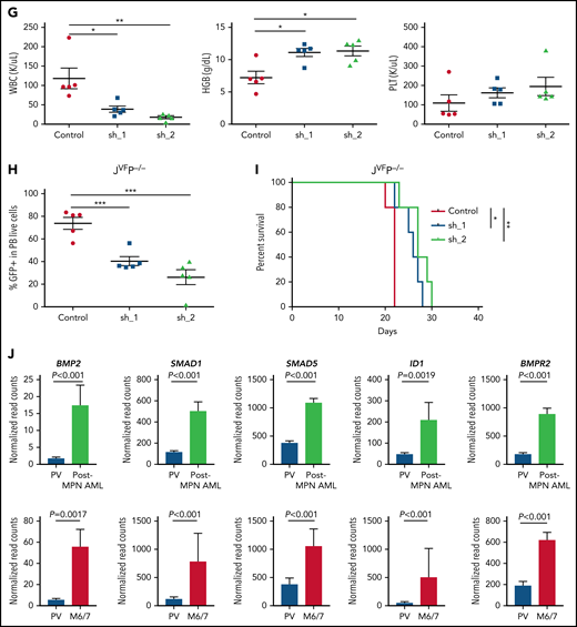 BMP2/SMAD pathway is upregulated in erythroleukemic blasts and contributes to proliferation and self-renewal. (A) Quantitative reverse transcription polymerase chain reaction for Bmp2 in MEPs from WT, JVF, PEL JVFP−/−, and PEL JVFP172/– mice (n = 5-6 mice per genotype). JVFP−/− vs WT, P = .0064; JVFP−/− vs JVF, P = .0062; JVFP172/– vs WT, P = .007; JVFP172/– vs JVF, P = .007. (B) Western blot (top) for BMP2 in c-kit+ spleen cells (side-by side duplicates for each murine genotype are presented) and immunohistochemistry (IHC) (bottom) for BMP2 in BM and liver. Magnification, 400×. (C) The fraction of pSMAD1/5/9–positive cells within CD45-MEPs measured by flow cytometry in WT (n = 4), JVF (n = 11), PEL JVFP−/− (n = 12), and PEL JVFP172/– mice (n = 10). JVFP−/− vs JVF, P < .0001; JVFP172/– vs JVF, P < .0001. (D) Top: total number of colony-forming units (CFUs) generated by JVFP−/− and JVFP172/– erythroleukemic blasts (Lin–CD45–c-Kit+ spleen cells) containing sh. Control (Control), sh.Bmp2_1 (sh_1), and sh. Bmp2_2 (sh_2) (n = 4 for each group). JVFP−/−: sh_1 vs Control, P < .0001; sh_2 vs Control, P < .0001. JVFP172/–: sh_1 vs Control, P < .0001; sh_2 vs Control P < .0001. Middle: representative colonies from each group (magnification, 25×). Bottom: western blot for BMP2 in erythroleukemic blasts with and without Bmp2 knock down. (E) Methylcellulose replating assay for MPN JVFP−/− and JVFP172/– c-Kit+ BM cells containing sh. Control (Control), sh. Bmp2_1 (sh_1), and sh. Bmp2_2 (sh_2) (n = 4 for each group). For the first platting, 10 000 GFP+c-Kit+ cells were plated per well. For the second platting and beyond, cells from the prior platting were used for replating (10 000 cells per well). (F) Top: Methylcellulose replating assay for Bmp2-overexpressed (OE) in WT BM c-Kit+ cells (n = 4 for each group). For the first platting, 10 000 GFP+c-Kit+ cells were plated per well. For the second platting and beyond, cells from the prior platting were used for replating (10 000 cells per well). Second platting, P = .029; third platting, P = .0004. Bottom left: Representative CFUs in third round of replating (magnification, 25×). Bottom right: western blot for BMP2 in WT c-Kit+ cells with and without Bmp2 overexpression. (G) PB counts of recipients transplanted with JVFP−/− erythroleukemic blasts transduced with sh. Control (Control), sh. Bmp2_1 (sh_1), and sh. Bmp2_2 (sh_2) three weeks after transplantation. N = 4 to 5 mice per arm. White blood cell (WBC): sh_1 vs Control, P = .0214; sh_2 vs Control, P = .0059. HGB: sh_1 vs Control, P = .0101; sh_2 vs Control, P = .0105. (H) Percentage of GFP+ cells of PB in recipients transplanted with JVFP−/− erythroleukemic blasts transduced with sh. Control (Control), sh. Bmp2_1 (sh_1), and sh. Bmp2_2 (sh_2) three weeks after transplantation. N = 4 to 5 mice per arm. sh_1 vs Control, P = .001; sh_2 vs Control, P = .0005. (I) Kaplan-Meier survival analysis of recipients transplanted with JVFP−/− erythroleukemic blasts transduced with sh. Control (Control), sh. Bmp2_1 (sh_1), and sh. Bmp2_2 (sh_2). P value was determined by the log-rank test. N = 4 to 5 mice per arm. sh_1 vs Control, P = .0145; sh_2 vs Control, P = .0035. (J) Histogram representation of BMP2, SMAD1, SMAD5, ID1, and BMPR2 gene expression in 14 post-MPN AML cases (including 3 post-MPN M6 and M7) and 9 cases of polycythemia vera (PV). The false discovery rate (FDR)-adjusted P values were calculated by DESeq2. Data are represented as mean ± standard error of the mean (SEM). The unpaired t test was used to compare the mean of 2 groups in panels A, C, D, E, F, G, and H. *P < .05, **P ≤ .01, ***P ≤ .001.