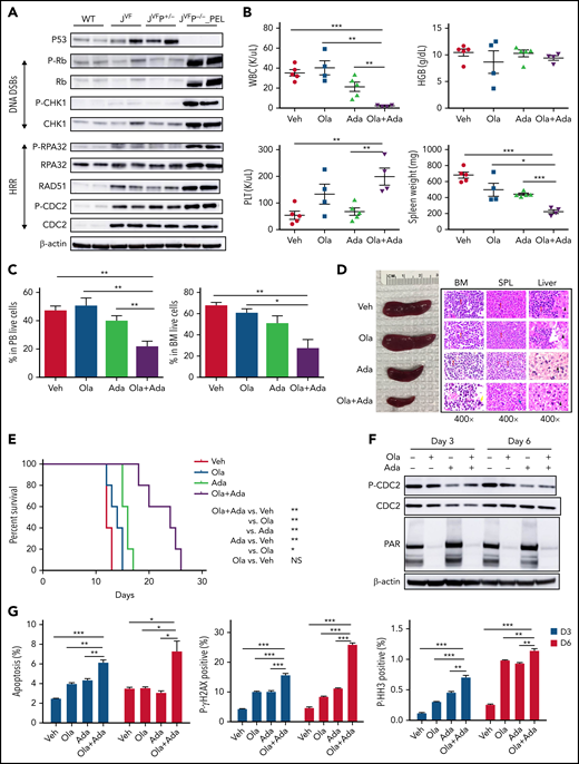 Pharmacodynamic and therapeutic efficacy of PARP and WEE1 inhibition in Jak2V617F/+Trp53–/– PEL. (A) Western blot analysis of the indicated proteins was performed in duplicate in c-Kit+ spleen cells from WT, JVF, JVFP+/−, and PEL JVFP−/− mice. Side-by side duplicates for each murine genotype are presented. (B) PB counts and spleen weights of PEL JVFP−/− from mice treated with vehicle (Veh), olaparib (Ola), adavosertib (Ada), and combination of olaparib and adavosertib (Ola + Ada) after 2 weeks of treatment. N = 4 to 5 mice for each arm. White blood cell (WBC): Ola + Ada vs Veh, P < .0001; Ola + Ada vs Ola, P = .0016; Ola + Ada vs Ada, P = .0075. Platelet (PLT): Ola + Ada vs Veh, P = .0032; Ola + Ada vs Ada, P = .0047. Spleen weight: Ola + Ada vs Veh, P < .0001; Ola + Ada vs Ola, P = .0171; Ola + Ada vs Ada, P < .0001. (C) Percentage of leukemia cells (CD45–CD3–B220–Gr1–CD11b–c-Kit+) in PB (left) and BM (right) from mice treated with Veh, Ola, Ada, and the Ola + Ada combination after 2 weeks of treatment. N = 4 to 5 mice for each arm. PB: Ola + Ada vs Veh, P = .0017; Ola + Ada vs Ola, P = .0059; Ola + Ada vs Ada, P = .0122. BM: Ola + Ada vs Veh, P = .002; Ola + Ada vs Ola, P = .0133; Ola + Ada vs Ada, P = .0723. (D) Whole spleen specimens and histopathologic hematoxylin and eosin (H&E) sections of BM, spleen, and liver from representative PEL JVFP−/− mice after 2 weeks of treatment with Veh, Ola, Ada, and the Ola + Ada combination. Red arrows indicate blasts, yellow arrow indicates megakaryocytes, blue arrow indicates lymphoid follicle, and black arrow indicates hepatocytes. Magnification, 400×. (E) Kaplan-Meier comparative survival analysis of PEL JVFP−/− mice after 2 weeks of treatment with Veh, Ola, Ada, or the Ola + Ada combination. P value was determined by using the log-rank test. N = 5 mice for each arm. Ola + Ada vs Veh, P = .0039; Ola + Ada vs Ola, P = .0027; Ola + Ada vs Ada, P = .0019. (F) Western blot analysis of CDC2 and PAR in c-Kit+ spleen cells from JVFP−/− PEL mice treated with Veh, Ola, Ada, or the Ola + Ada combination after 3 and 6 days. (G) PEL JVFP−/− mice were randomized and treated with Veh, Ola, Ada, or the Ola + Ada combination and were euthanized after 3 or 6 days. Whole BM cells were stained with CD45, CD3, B220, Gr1, CD11b, c-Kit, and Annexin V (left), P-γH2AX (middle), or P-HH3 (right) to analyze the apoptosis and DDR in leukemia cells. N = 3 mice for each arm. Annexin V, Day 3: Ola + Ada vs Veh, P < .0001; Ola + Ada vs Ola, P = .0015; Ola + Ada vs Ada, P = .0042; Day 6: Ola + Ada vs Veh, P = .0232; Ola + Ada vs Ola, P = .0241; Ola + Ada vs Ada, P = .0167. P-γH2AX, Day 3: Ola + Ada vs Veh, P < .0001; Ola + Ada vs Ola, P = .0005; Ola + Ada vs Ada, P = .0008; Day 6: Ola + Ada vs Veh, P < .0001; Ola + Ada vs Ola, P < .0001; Ola + Ada vs Ada, P < .0001. P-HH3, Day 3: Ola + Ada vs Veh, P < .0001; Ola + Ada vs Ola, P = .0002; Ola + Ada vs Ada, P = .0025; Day 6: Ola + Ada vs Veh, P < .0001; Ola + Ada vs Ola, P = .009; Ola + Ada vs Ada, P = .0041. Data are represented as mean ± standard error of the mean (SEM). The unpaired t test was used to compare the mean of 2 groups in panels B, C, and G. *P < .05, **P ≤ .01, ***P ≤ .001. HRR, homologous recombination repair.