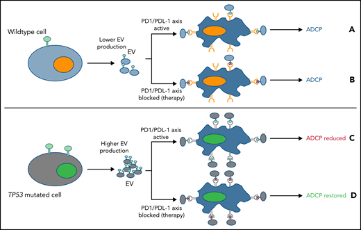 EV expressing PDL-1 may reduce macrophage phagocytosis. (A) Lower EV numbers and PD-L1 expression in tumors with a functional TP53 pathway may modestly, but not completely, reduce macrophage function. (B) However PD-L1/PD-1 axis inhibition (red cross), fully maximized macrophage phagocytic activity. (C) In contrast, cells with a TP53 mutation produced more EVs expressing PD-L1, which blocked macrophage phagocytosis to a greater extent. (D) However, when the PD-L1/PD-1 axis was inhibited (red X), ADCP was fully restored in lymphoma models with TP53 mutations, whereas WT cells remained unaffected.