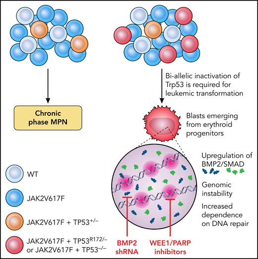 Schematic showing the requirement for biallelic inactivation of Trp53 for leukemic transformation in JAK2V617F-mutant MPNs. Erythroid progenitors appear uniquely vulnerable to Trp53 loss, resulting in upregulation of BMP2/SMAD signaling and aberrant self-renewal and leukemogenic potential. The genomic instability resulting from JAK2V617F plus TP53−/− caused an increased dependence on DNA repair mechanisms and a therapeutic vulnerability to WEE1 and PARP inhibitors. Illustration by Patrick Lane, ScEYEnce Studios.
