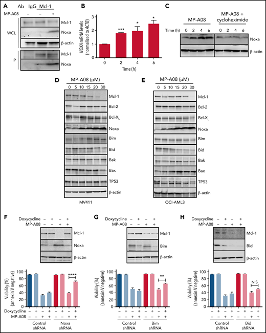 The BH3-only proteins Noxa and Bim are essential for MP-A08–induced cell death. (A) Mcl-1 immunoprecipitation of MV411 cells treated with MP-A08 for 6 hours and subjected to immunoblot analysis with the indicated antibodies. (B) Quantitative polymerase chain reaction analysis of MV411 cells treated with MP-A08 (20 μM) over 6 hours. (C) Immunoblot analysis of MV411 cells treated with MP-A08 in the presence of cycloheximide for 6 hours. MV411 (D) or OCI-AML3 (E) were treated with increasing concentrations of MP-A08 for 6 hours and subjected to immunoblot analysis with the indicated antibodies. MV411 cells were lentivirally transduced with shRNAs targeting Noxa (F), Bim (G), or Bid (H) and treated with doxycycline for 48 hours and MP-A08 (15 μM) for either 6 hours for immunoblot analysis or 24 hours for cell viability using Annexin V staining. All qualitative data are representative of at least 3 independent experiments, and all quantitative data are the mean ± standard error of the mean from 3 independent experiments. Statistical significance was assessed by Student t test. *P < .05; **P < .005; ***P < .0001. N.S., not significant.