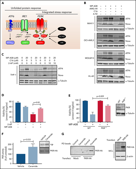 Ceramides drive a PKR-dependent integrated stress response. (A) The ISR. (B-C) MV411, OCI-AML3, MOLM13, HL-60, and THP-1 cells were treated with MP-A08 alone (20 μM) or in combination with the GCN2 inhibitor A-92 (5 μM), PKR inhibitors C16 (5 μM) or 2-AP (0.1-10 mM) or PERK inhibitor AMG-44 (5 μM) for 6 hours before immunoblot analysis with the indicated antibodies. (D) MV411 cells were treated with MP-A08 (10 μM) and 2-AP (5 mM) for 16 hours and assessed for cell viability by Annexin V/propidium iodide staining. Data are the mean ± standard error of the mean (SEM) of 3 independent experiments. Statistical significance was assessed by Student t test. (E) Wild-type (WT) or PKR knockout MV411 cells were treated with MP-A08 (15 μM) for 16 hours and assessed for cell viability by Annexin V/propidium iodide staining. Data are the mean ± SEM of 4 independent experiments. Statistical significance was assessed by Student t test. Immunoblot analysis of WT or PKR knockout MV411 cells with the indicated antibodies. (F) PKR-HA was immunoprecipitated from transiently transfected HEK 293T cells, incubated with exogenous C6-ceramide (10 μM) for 30 minutes and subjected to a PKR activity assay, using autophosphorylation as the readout. Data are the mean ± SEM of 4 independent experiments. (G) Lysates from HEK293T cells transfected with pcDNA3/PKR-HA was incubated with ceramide conjugated to agarose beads or control beads overnight at 4°C, washed, and resolved by sodium dodecyl sulfate-polyacrylamide gel electrophoresis, and the associated PKR was detected by immunoblot analysis with anti-HA antibodies on an Odyssey imaging system.