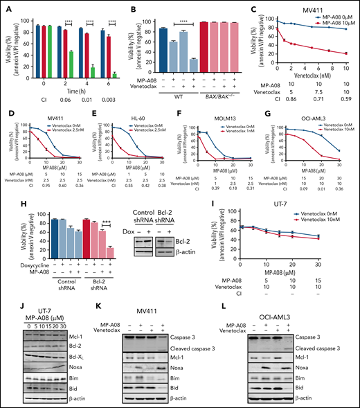 MP-A08 and venetoclax induces potent synergistic activity in AML cell lines. (A) MV411 cells were treated for up to 6 hours with 20 μM MP-A08 (blue bars), 10 nM venetoclax (red bars), alone or in combination (green bars). Cell viability was analyzed every 2 hours by Annexin V/propidium iodide staining. Data are means ± standard error of the mean (SEM; n = 4). Statistical significance was assessed by Student t test. ****P < .0001. Drug synergy was assessed with the Chou-Talay combination index (CI) method whereby CI values <1 are classified as synergy. (B) Factor-dependent myeloid wild-type and Bax/Bak−/− cells treated with MP-A08 (20 μM) and/or venetoclax (10 nM). Data are the mean ± SEM (n = 4). Statistical significance was assessed by Student t test. ****P < .0001. MV411 (C-D), HL-60 (E), MOLM13 (F), and OCI-AML3 (G). (H) MV411 cells were stably transduced with a doxycycline-inducible shRNA targeting Bcl-2 and treated with doxycycline (1 μg/mL) for 48 hours and MP-A08 (10 μM) for 24 hours. Cell viability was assessed by Annexin V staining. All data are the mean ± SEM of 3 independent experiments. Statistical significance was assessed by Student t test. ***P < .0001. (I) UT-7 cells were treated with MP-A08 and venetoclax for 24 hours and assessed for cell viability by Annexin V/propidium iodide staining. Drug synergy was assessed using the Chou-Talay CI method. (J) UT-7 cells were treated with increasing concentrations of MP-A08 for 6 hours and subjected to immunoblot analysis. MV411 (K) and OCI-AML3 (L) cells were treated with MP-A08, venetoclax, or in combination for 6 hours and subjected to immunoblot analysis with the indicated antibodies. All qualitative data are representative of at least 3 independent experiments, and all quantitative data are the mean ± SEM of at least 3 independent experiments.