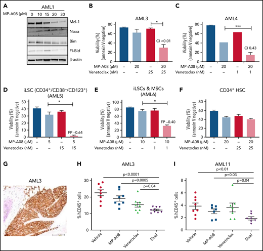 MP-A08 and venetoclax treatment exhibits antileukemic activity in primary AML samples. (A) Primary AML cells were treated with increasing concentrations of MP-A08 for 6 hours, lysed, and subjected to immunoblot analysis with indicated antibodies. (B-C) Primary AML samples were treated with MP-A08 and venetoclax for 6 hours and assessed for cell viability by Annexin V staining. Data are displayed as the mean ± range of duplicate technical replicates. Statistical significance was assessed by Student t test. *P < .05; ***P < .0005. Synergy was determined by the CI method. Fluorescence-activated cell sorting–purified iLSCs were seeded alone (D) or on an MSC coculture layer (E), treated with MP-A08 and venetoclax for 24 hours, and assessed for cell viability by Annexin V staining. Data are displayed as the mean ± range of duplicate technical replicates. Statistical significance was assessed by Student t test. *P < .05. Synergy was determined by the Webb fractional product method. (F) Normal bone marrow–derived CD34+ cells were treated with MP-A08 and venetoclax for 24 hours and assessed for cell viability by Annexin V staining. Data are displayed as the mean ± range of duplicate technical replicates. (G) Representative immunohistochemistry staining using human specific mitochondrial antibody (MTC02) of an NSG mouse sternum engrafted with primary AML cells. Bar represents 100 μm. (H-I) NSG mice were engrafted with primary AML blasts and bled weekly to confirm disease engraftment (>1% hCD45+ in peripheral blood). Mice received vehicle, MP-A08 (100 mg/kg intraperitoneally), venetoclax (75 mg/kg orally), or both daily for 2 weeks. Engraftment was quantified by assessing the percentage of human CD45+ cells in the bone marrow of recipient mice. Each symbol represents the percentage of CD45+ cells observed in a separate mouse. Significance was assessed by Student t test. (J) Mutational analysis of AML patient samples treated with venetoclax from the Beat AML Project.46 The average area under the curve (AUC) is a measure of drug sensitivity (the higher the AUC, the more resistant) derived from ex vivo drug sensitivity assays. Statistical significance was assessed by Student t test with Welch’s correction. **P < .01; ***P < .0001. (K) Primary AML samples identified by whole-exome sequencing containing PTPN11, TP53 (L), or K-Ras (M) mutations were treated with MP-A08 and venetoclax for 6 hours and assessed for cell viability by Annexin V staining. Data are displayed as the mean ± range of duplicate technical replicates. Statistical significance was assessed by Student t test. **P < .01.