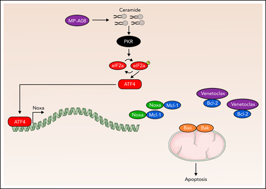 Ceramides induce ISR activation and sensitize cells to Bcl-2 inhibition. The accumulation of proapoptotic sphingolipids, such as ceramide, in response to SPHK inhibition is sensed by the eIF2a kinase PKR. PKR activation culminates in an apoptotic ISR mediated by master transcription factor ATF4. ATF4 promotes Bcl-2 dependency by the transcriptional upregulation of Noxa and the subsequent binding to and inactivation of Mcl-1.