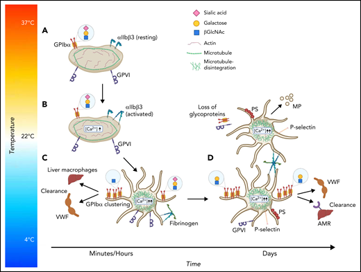 Refrigeration-induced phenotypic and functional changes in platelets associated with clearance. (A) Platelets circulate at 37°C (body core temperature). (B) Exposure to RT results in low-level activation with intracellular calcium release and integrin activation. (C) Further decreasing the temperature to 1°C to 6°C leads to shape change, increase in calcium concentration, and specific clearance mechanisms via αMβ1 on liver macrophages and VWF. (D) Extended storage leads to aggregate formation, clearance by the hepatic Ashwell-Morell receptor (AMR), loss of GPVI and other glycoproteins, phosphatidylserine (PS) exposure, and α-degranulation. MP, microparticles. Figure 1 was created at BioRender.com.