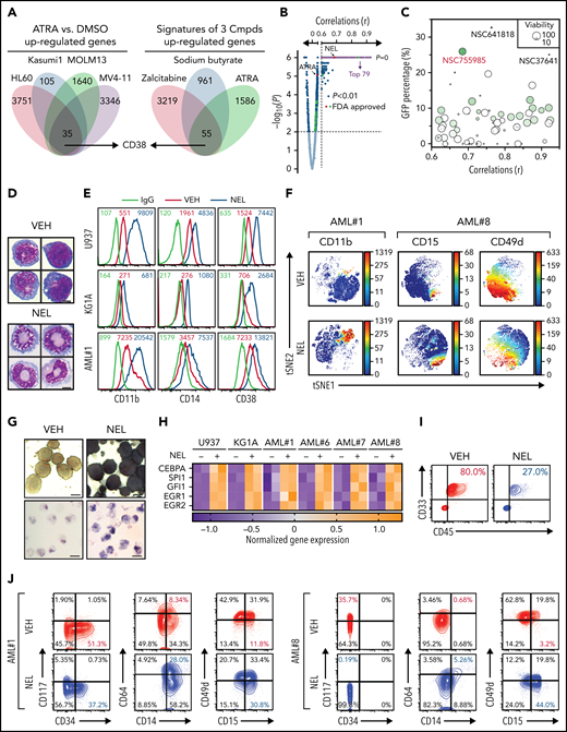 Functional screen reveals a differentiation-induction activity of nelarabine. (A) Venn plots depicting the approach to identify a differentiation marker by integrative analyses of GSE125112 dataset and CellMiner. Thirty-five genes were identified as overlapped upregulated genes after ATRA treatment in 4 AML lines (i); 55 genes were identified as overlapped upregulated genes among 3 differentiation-induction agents mediated gene expression profiles (ii). CD38 is the only overlapped gene from 2 lists. (B) Volcano plot showing Pearson correlations vs -Log10P values for all compounds retrieved from CellMiner with CD38 as input. FDA-approved compounds are highlighted in green. Isotretinoin (ATRA) and nelarabine (NEL) are highlighted in red. Among the top 193 compounds (r > 0.6, P = 0, highlighted in purple), 79 available compounds were requested for further analysis. (C) Effects of 79 compounds on differentiation assessed by green fluorescent protein percentage in ER-HoxA9 cells. The diameter indicates the relative cell viability. Nelarabine (NSC755985) is highlighted in red. (D) Representative morphologic changes in ER-HoxA9 cells that accompanied myeloid differentiation shown by Wright-Giemsa staining of cells in the presence and absence of nelarabine treatment (10 µM, 96 hours). Scale bar, 5 μm. (E) Expression levels of surface markers CD11b, CD14, and CD38 in indicated cell lines and primary AML CD34+ cells (AML#1) after NEL treatment (U937, KG1A, 10 µM, 96 hours; AML#1, 20 µM, 96 hours). Mean fluorescence intensity is indicated in histograms. (F) Representative t-distributed stochastic neighbor embedding (tSNE) display of mass cytometry analyses of primary AML cells treated with NEL (20 µM, 96 hours), colored by expression of the indicated markers based on CD3−CD19− subsets. (G) Representative cytochemical staining of U937 cells after NEL treatment (10 µM, 96 hours) assessed by monocyte-specific α-naphthyl acetate esterase assay (i) and nitroblue tetrazolium reduction assay (ii). Scale bar, 15 μm. (H) Heatmap showing expressions of myeloid transcription factors in indicated AML cells after NEL treatment (U937, KG1A, 10 µM, 48 hours; AML#1, AML#6, AML#7, AML#8, 20 µM, 48 hours). Gene expression levels shown in duplicates were first normalized to GAPDH and then vehicle-treated cells. (I-K) Purified cells (1 × 106 cells per mouse) from primary specimens AML#1 (CD34+ cells) and AML#8 (CD3+ depleted cells) were injected into sublethally irradiated NSGS mice. Following confirmation of >1% engraftment in peripheral blood (PB), mice were treated with NEL (217 mg/kg, IV, daily) or vehicle (PBS) for 2 weeks (n = 6 mice per group). Human cell engraftment was analyzed 12 weeks after bone marrow transplantation (BMT). Representative CD45 and CD33 expression in BM of xenografts (I), immunophenotype of the primitive subpopulation (CD34+ or CD117+), monocyte subpopulation (CD14+/CD64+), and neutrophil subpopulation (CD15+/CD49d−) (J), and percentage of human CD45+ cells in total BM (K) are shown. For panel K, results represent the mean ± SEM. **P < .01. (L-N) U937-lucifase cells (0.5 × 106 cells per mouse) were injected into sublethally irradiated NSGS mice. Following engraftment confirmation, mice were treated with NEL (217 mg/kg, IV, daily) or vehicle (PBS) for 7 days (n = 9 per group) and then assessed for engraftment by in vivo bioluminescence imaging (L). Quantitative results from bioimaging (M) and mice survival after treatment discontinuation (N) are shown. For panel M, results represent mean ± SEM. ns, nonsignificant; **P < .01.