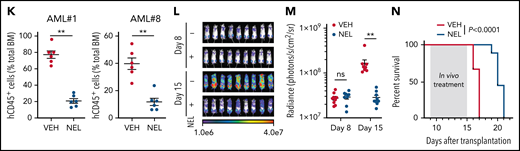 Functional screen reveals a differentiation-induction activity of nelarabine. (A) Venn plots depicting the approach to identify a differentiation marker by integrative analyses of GSE125112 dataset and CellMiner. Thirty-five genes were identified as overlapped upregulated genes after ATRA treatment in 4 AML lines (i); 55 genes were identified as overlapped upregulated genes among 3 differentiation-induction agents mediated gene expression profiles (ii). CD38 is the only overlapped gene from 2 lists. (B) Volcano plot showing Pearson correlations vs -Log10P values for all compounds retrieved from CellMiner with CD38 as input. FDA-approved compounds are highlighted in green. Isotretinoin (ATRA) and nelarabine (NEL) are highlighted in red. Among the top 193 compounds (r > 0.6, P = 0, highlighted in purple), 79 available compounds were requested for further analysis. (C) Effects of 79 compounds on differentiation assessed by green fluorescent protein percentage in ER-HoxA9 cells. The diameter indicates the relative cell viability. Nelarabine (NSC755985) is highlighted in red. (D) Representative morphologic changes in ER-HoxA9 cells that accompanied myeloid differentiation shown by Wright-Giemsa staining of cells in the presence and absence of nelarabine treatment (10 µM, 96 hours). Scale bar, 5 μm. (E) Expression levels of surface markers CD11b, CD14, and CD38 in indicated cell lines and primary AML CD34+ cells (AML#1) after NEL treatment (U937, KG1A, 10 µM, 96 hours; AML#1, 20 µM, 96 hours). Mean fluorescence intensity is indicated in histograms. (F) Representative t-distributed stochastic neighbor embedding (tSNE) display of mass cytometry analyses of primary AML cells treated with NEL (20 µM, 96 hours), colored by expression of the indicated markers based on CD3−CD19− subsets. (G) Representative cytochemical staining of U937 cells after NEL treatment (10 µM, 96 hours) assessed by monocyte-specific α-naphthyl acetate esterase assay (i) and nitroblue tetrazolium reduction assay (ii). Scale bar, 15 μm. (H) Heatmap showing expressions of myeloid transcription factors in indicated AML cells after NEL treatment (U937, KG1A, 10 µM, 48 hours; AML#1, AML#6, AML#7, AML#8, 20 µM, 48 hours). Gene expression levels shown in duplicates were first normalized to GAPDH and then vehicle-treated cells. (I-K) Purified cells (1 × 106 cells per mouse) from primary specimens AML#1 (CD34+ cells) and AML#8 (CD3+ depleted cells) were injected into sublethally irradiated NSGS mice. Following confirmation of >1% engraftment in peripheral blood (PB), mice were treated with NEL (217 mg/kg, IV, daily) or vehicle (PBS) for 2 weeks (n = 6 mice per group). Human cell engraftment was analyzed 12 weeks after bone marrow transplantation (BMT). Representative CD45 and CD33 expression in BM of xenografts (I), immunophenotype of the primitive subpopulation (CD34+ or CD117+), monocyte subpopulation (CD14+/CD64+), and neutrophil subpopulation (CD15+/CD49d−) (J), and percentage of human CD45+ cells in total BM (K) are shown. For panel K, results represent the mean ± SEM. **P < .01. (L-N) U937-lucifase cells (0.5 × 106 cells per mouse) were injected into sublethally irradiated NSGS mice. Following engraftment confirmation, mice were treated with NEL (217 mg/kg, IV, daily) or vehicle (PBS) for 7 days (n = 9 per group) and then assessed for engraftment by in vivo bioluminescence imaging (L). Quantitative results from bioimaging (M) and mice survival after treatment discontinuation (N) are shown. For panel M, results represent mean ± SEM. ns, nonsignificant; **P < .01.