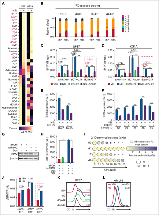 NEL’s differentiation-induction is caused by dNTP imbalance. (A) Heatmaps showing changes of 36 intracellular nucleotide metabolites in U937 (i) or KG1A (ii) cells treated with vehicle or NEL (10 µM) for 12 hours. Commonly increased deoxynucleotides in both lines are highlighted in red. Data from duplicates are represented as Z-score–normalized intensities. (B) Fractional labeling of indicated deoxynucleotides in vehicle- or NEL-treated U937 cells cultured in media containing 13C-labeled glucose for 12 hours. The color indicates different isotopologues. Data from triplicates are normalized to total amounts of individual deoxynucleotides and represented as mean ± SEM. (C-D) U937 (C) and KG1A (D) were treated with vehicle, NEL (10 µM), COH29 (10 µM), or combination for 12 hours, and intracellular dNTP levels were quantified relative to their NTP counterparts by high-performance liquid chromatography/mass spectrometry (HPLC/MS). Numbers denote the fold changes of dNTP/NTP ratios relative to vehicle-treated controls. Results represent the mean ± SEM. **P < .01. (E-F) CD11b expression levels in indicated AML lines (E) or primary AML CD34+ cells (F) treated with NEL (U937 and KG1A, 10 µM, 96 hours; primary AML cells, 20 µM, 96 hours) in the absence or presence of COH29 (10 µM). Results represent mean ± SEM. **P < .01. (G) Western blot of RRM2 proteins in U937 cells transduced with inducible shRRM2 (ishRRM2) or shCtrl (ishCtrl) construct with or without doxycycline induction (2 µg/mL). (H) CD11b expression levels of ishCtrl- and ishRRM2-U937 cells with or without NEL treatment (10 µM, 96 hours) after doxycycline induction. Results represent mean ± SEM. **P < .01. (I) Relative cell viability and CD11b expression levels of U937 cells treated with gradually increasing doses of deoxynucleosides (dA, dT, dC, dG) for 48 hours. The color represents CD11b expression fold changes over vehicle control; the diameter indicates the relative cell viability. (J) U937 cells were treated with vehicle or dG (10 µM) for 12 hours, and intracellular dNTP levels were quantified relative to their NTP counterparts by HPLC/MS. Numbers denote the fold changes of dNTP/NTP ratios relative to vehicle-treated controls. Results represent mean ± SEM. **P < .01. (K) CD11b expression levels in U937 cells treated with vehicle, dG (10 µM), dG (10 µM) plus dA (10 µM), dG (10 µM) plus dC (10 µM) for 48 hours. (L) CD11b expression levels in primary AML CD34+ cells from specimen AML#6 treated with vehicle or dG (15 µM, 48 hours). (M-N) CD11b expression levels (M) and relative cell viability (N) of sgCtrl- and sgSAMHD1-THP1 cells treated with vehicle or dG (15 µM, 48 hours). Numbers denote the fold changes relative to vehicle-treated controls. Results represent mean ± SEM. **P < .01. (O) In vitro LDA assay showing LSC frequency changes in MA9+ primary murine AML cells (i) and primary AML CD34+ cells from specimen AML#1 (ii) after dG treatment (15 µM, 7 days). (P-R) Primary AML CD34+ cells (1 × 106 cells per mouse) from specimen AML#1 were first treated with vehicle or dG (15 µM, 48 hours) ex vivo and then injected into sublethally irradiated NSGS mice (6-8 mice per group). Mice were killed 12 weeks after BMT for analysis of human cell engraftment, followed by secondary transplantation. Representative CD45 and CD33 expression in BM of primary transplants (P), percentage of human CD45+ cells in BM of primary recipient mice (Q), and secondary recipient mice (R) are shown. For panels Q and R, results represent mean ± SEM. **P < .01. (S) A working model depicting how dNTP imbalance overcomes differentiation blockade and impairs LSC self-renewal. As an active metabolite of NEL, Ara-GTP disrupts dNTP pool homeostasis through promoting RNR activity. COH29 treatment reverses the differentiation phenotype by inhibiting RNR activity, whereas SAMHD1 antagonizes increases of dNTP levels.