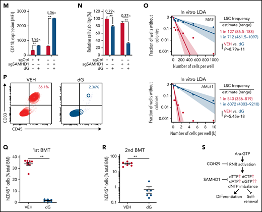 NEL’s differentiation-induction is caused by dNTP imbalance. (A) Heatmaps showing changes of 36 intracellular nucleotide metabolites in U937 (i) or KG1A (ii) cells treated with vehicle or NEL (10 µM) for 12 hours. Commonly increased deoxynucleotides in both lines are highlighted in red. Data from duplicates are represented as Z-score–normalized intensities. (B) Fractional labeling of indicated deoxynucleotides in vehicle- or NEL-treated U937 cells cultured in media containing 13C-labeled glucose for 12 hours. The color indicates different isotopologues. Data from triplicates are normalized to total amounts of individual deoxynucleotides and represented as mean ± SEM. (C-D) U937 (C) and KG1A (D) were treated with vehicle, NEL (10 µM), COH29 (10 µM), or combination for 12 hours, and intracellular dNTP levels were quantified relative to their NTP counterparts by high-performance liquid chromatography/mass spectrometry (HPLC/MS). Numbers denote the fold changes of dNTP/NTP ratios relative to vehicle-treated controls. Results represent the mean ± SEM. **P < .01. (E-F) CD11b expression levels in indicated AML lines (E) or primary AML CD34+ cells (F) treated with NEL (U937 and KG1A, 10 µM, 96 hours; primary AML cells, 20 µM, 96 hours) in the absence or presence of COH29 (10 µM). Results represent mean ± SEM. **P < .01. (G) Western blot of RRM2 proteins in U937 cells transduced with inducible shRRM2 (ishRRM2) or shCtrl (ishCtrl) construct with or without doxycycline induction (2 µg/mL). (H) CD11b expression levels of ishCtrl- and ishRRM2-U937 cells with or without NEL treatment (10 µM, 96 hours) after doxycycline induction. Results represent mean ± SEM. **P < .01. (I) Relative cell viability and CD11b expression levels of U937 cells treated with gradually increasing doses of deoxynucleosides (dA, dT, dC, dG) for 48 hours. The color represents CD11b expression fold changes over vehicle control; the diameter indicates the relative cell viability. (J) U937 cells were treated with vehicle or dG (10 µM) for 12 hours, and intracellular dNTP levels were quantified relative to their NTP counterparts by HPLC/MS. Numbers denote the fold changes of dNTP/NTP ratios relative to vehicle-treated controls. Results represent mean ± SEM. **P < .01. (K) CD11b expression levels in U937 cells treated with vehicle, dG (10 µM), dG (10 µM) plus dA (10 µM), dG (10 µM) plus dC (10 µM) for 48 hours. (L) CD11b expression levels in primary AML CD34+ cells from specimen AML#6 treated with vehicle or dG (15 µM, 48 hours). (M-N) CD11b expression levels (M) and relative cell viability (N) of sgCtrl- and sgSAMHD1-THP1 cells treated with vehicle or dG (15 µM, 48 hours). Numbers denote the fold changes relative to vehicle-treated controls. Results represent mean ± SEM. **P < .01. (O) In vitro LDA assay showing LSC frequency changes in MA9+ primary murine AML cells (i) and primary AML CD34+ cells from specimen AML#1 (ii) after dG treatment (15 µM, 7 days). (P-R) Primary AML CD34+ cells (1 × 106 cells per mouse) from specimen AML#1 were first treated with vehicle or dG (15 µM, 48 hours) ex vivo and then injected into sublethally irradiated NSGS mice (6-8 mice per group). Mice were killed 12 weeks after BMT for analysis of human cell engraftment, followed by secondary transplantation. Representative CD45 and CD33 expression in BM of primary transplants (P), percentage of human CD45+ cells in BM of primary recipient mice (Q), and secondary recipient mice (R) are shown. For panels Q and R, results represent mean ± SEM. **P < .01. (S) A working model depicting how dNTP imbalance overcomes differentiation blockade and impairs LSC self-renewal. As an active metabolite of NEL, Ara-GTP disrupts dNTP pool homeostasis through promoting RNR activity. COH29 treatment reverses the differentiation phenotype by inhibiting RNR activity, whereas SAMHD1 antagonizes increases of dNTP levels.