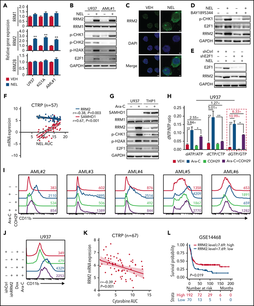 Replication stress signaling mediated RRM2 upregulation is responsible for myeloid differentiation. (A) Gene expression levels of RRM1, RRM2, and RRM2B were assessed by quantitative polymerase chain reaction analyses in indicated AML cells treated with vehicle or NEL for 12 hours (U937 and KG1A, 10 µM; AML#1, 20 µM). Data were first normalized to GAPDH levels and then vehicle-treated controls. Results represent mean ± SEM. **P < .01. (B) Western blot of the indicated proteins in U937 and primary AML CD34+ cells from specimen AML#1 treated with vehicle or NEL (U937, 10 µM; AML#1, 20 µM) for 12 hours. (C) Immunofluorescence analysis of RRM2 expression in U937 cells treated with vehicle or NEL (10 µM) for 12 hours. Scale bar, 5 μm. (D) Western blot of the indicated proteins in U937 cells treated with vehicle, NEL (10 µM), BAY1895344 (50 nM), or combination for 12 hours. (E) Western blot of the indicated proteins in U937 cells transduced with shRNA against E2F1 (shE2F1) or scramble control (shCtrl) after NEL treatment (10 µM) for 12 hours. (F) Pearson correlation of RRM2 and SAMHD1 mRNA expression levels with NEL sensitivity in a panel of 57 hematopoietic cell lines. Data were sourced from Cancer Therapeutics Response Portal (CTRP). (G) Western blot of the indicated proteins in U937 and THP1 cells treated with vehicle or Ara-C (0.5 μM) for 12 hours. (H) U937 cells were treated with vehicle, Ara-C (0.5 μM), COH29 (10 μM), or combination for 12 hours, and intracellular dNTP levels were quantified relative to their NTP counterparts by HPLC/MS. Numbers denote the fold changes of dNTP/NTP ratios relative to vehicle-treated controls. Results represent mean ± SEM. *P < .05; **P < .01. (I) CD11b expression levels in primary AML CD34+ cells (n = 5) treated with vehicle, Ara-C (0.5 μM), COH29 (10 μM), or combination for 96 hours. (J) CD11b expression levels of ishCtrl- and ishRRM2-U937 cells with or without Ara-C treatment (0.5 μM, 96 hours) after doxycycline induction. (K) Pearson correlation of RRM2 mRNA expression levels with Ara-C sensitivity in a panel of 67 hematopoietic cell lines. Data were sourced from CTRP portal. (L) Kaplan-Meier survival analysis of a cohort of patients with AML (GSE14468) after dichotomization for RRM2 mRNA levels below (blue, n = 70) and above (red, n = 192) 7.69 log2 transformed intensity (P = .019). (M-N) Representative immunofluorescence images (M) and quantification of nuclear S9.6 intensity (N) in U937 cells transduced with empty vector (MOCK) or V5-tagged RNASEH1 construct after treatment with NEL (10 µM) or HU (20 µM) for 6 hours. Regions of interest for specific quantification of nuclear S9.6 staining were highlighted by dotted white lines. Scale bar, 10 μm. Box-whisker plots indicate median, 25th to 75th percentile, and maximum and minimum values by line, box, and whiskers, respectively. ns, nonsignificant; **P < .01. (O) Western blot of the indicated proteins in MOCK- or RNASEH1-transduced U937 cells after treatment with vehicle, NEL (10 µM), CPT (20 nM), or HU (20 µM) for 12 hours. (P-Q) CD11b expression levels (P) and relative cell viability (Q) of MOCK- or RNASEH1-transduced U937 cells after treatment with vehicle or NEL (10 µM) for 96 hours. Results represent mean ± SEM. **P < .01.